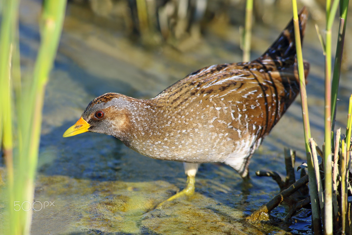 Canon EF 600mm f/4L IS sample photo. Spotted crake photography