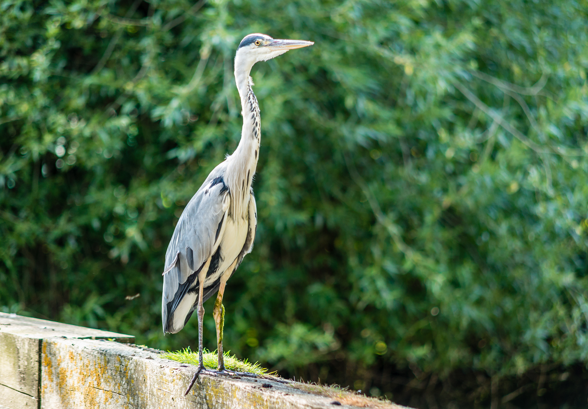 Sigma 70-200mm F2.8 EX DG Macro HSM II sample photo. Heron photography
