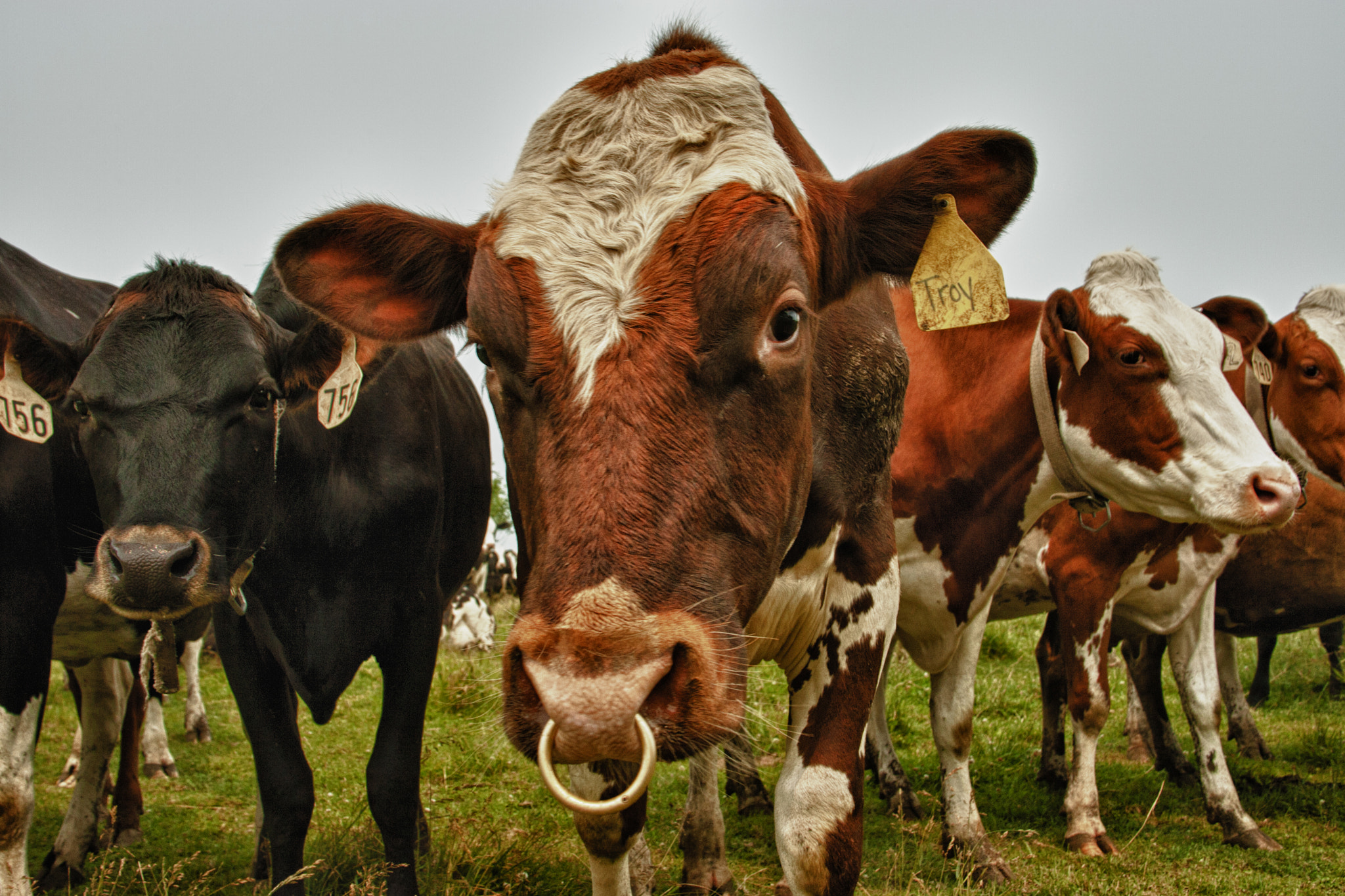 Canon EOS-1D Mark II sample photo. Cows on parade photography