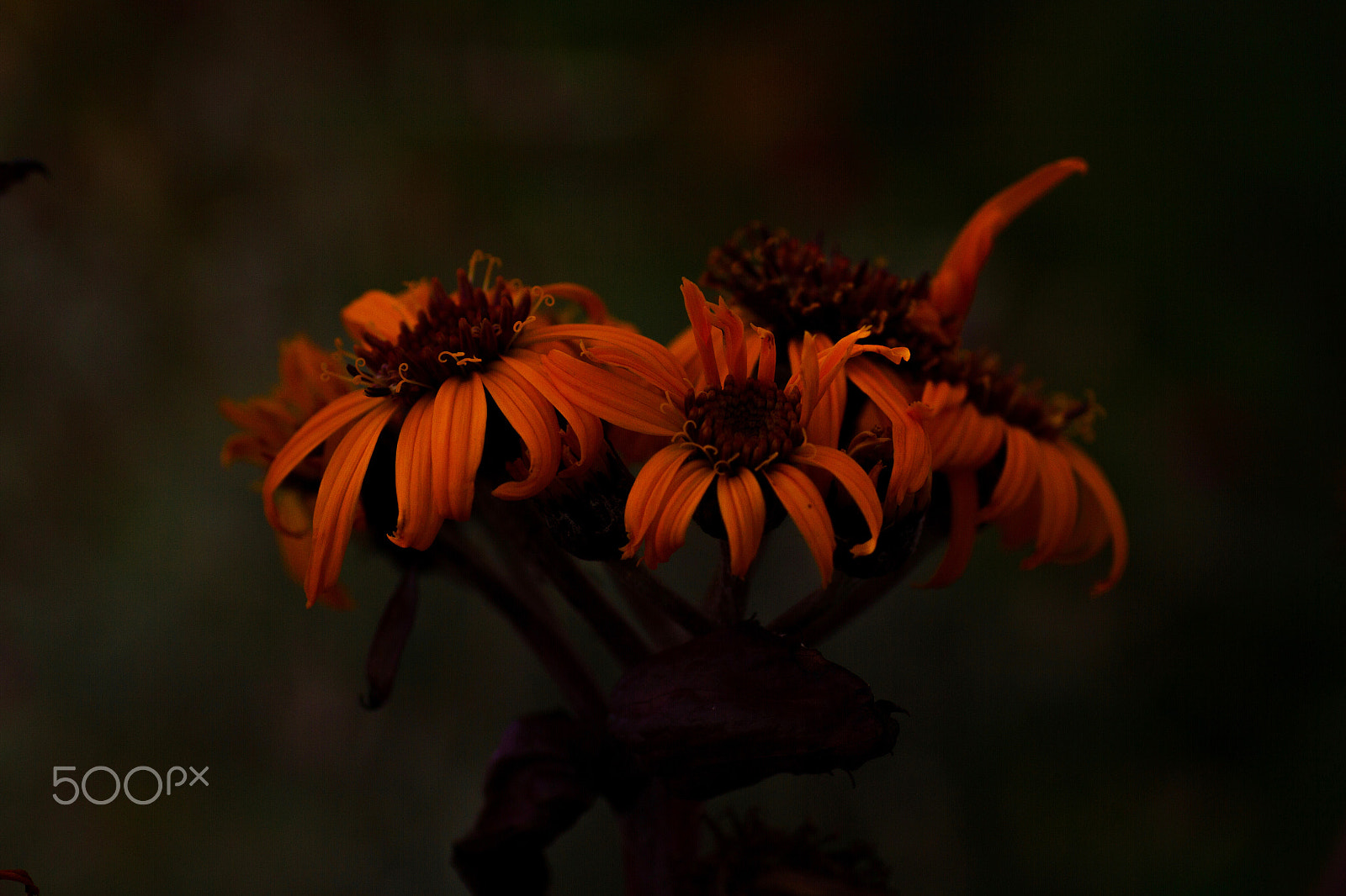 Sigma 50mm f/1.4 EX DG HSM + 1.4x sample photo. Flowers photography