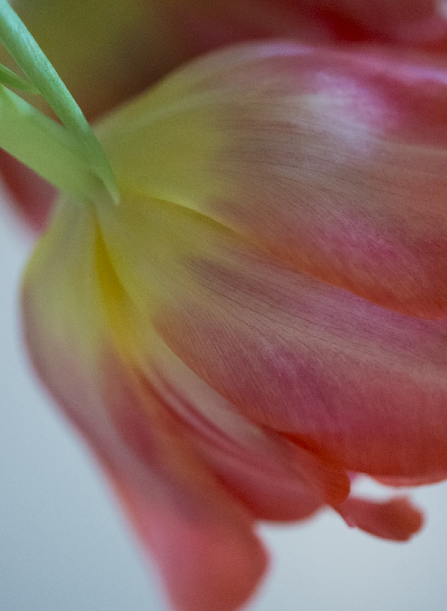 Panasonic Leica DG Macro-Elmarit 45mm F2.8 ASPH OIS sample photo. Tulip cascade photography