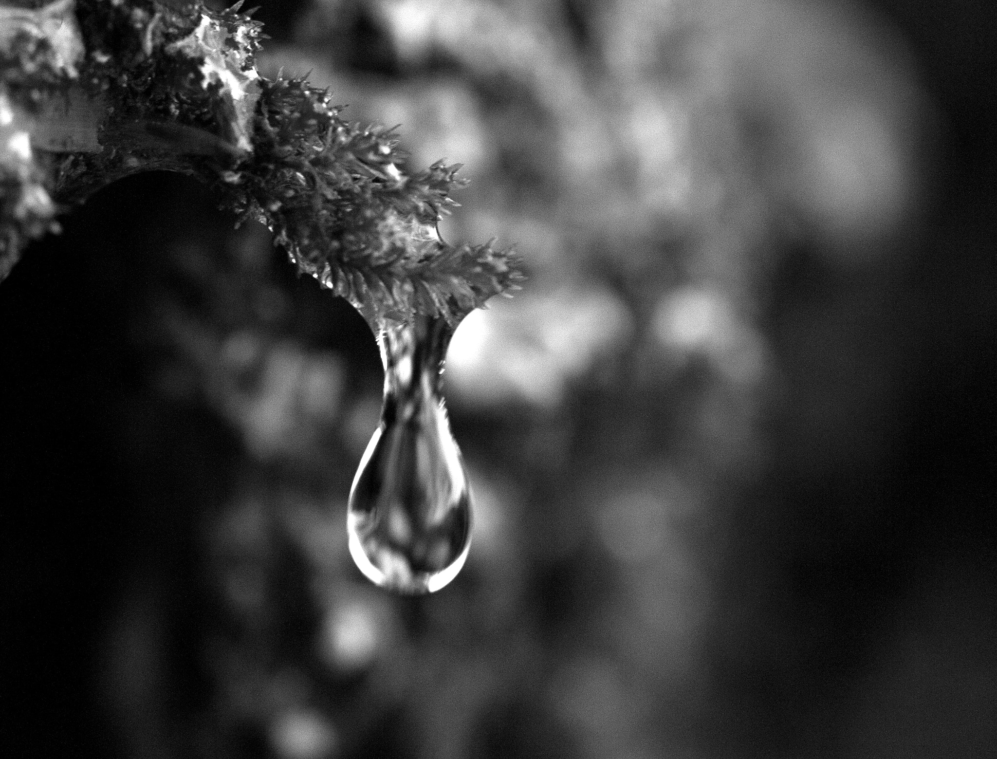 Canon EOS 5D + Canon EF 100mm F2.8L Macro IS USM sample photo. Water drop photography