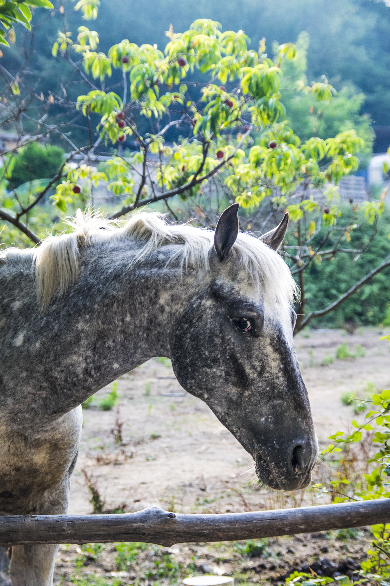 Nikon D5300 + Sigma 18-200mm F3.5-6.3 DC OS HSM sample photo. Horse photography