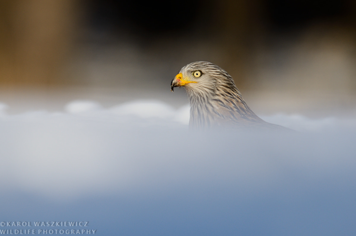 Nikon D7000 + Nikon AF-S Nikkor 600mm F4G ED VR sample photo. Head in the clouds photography