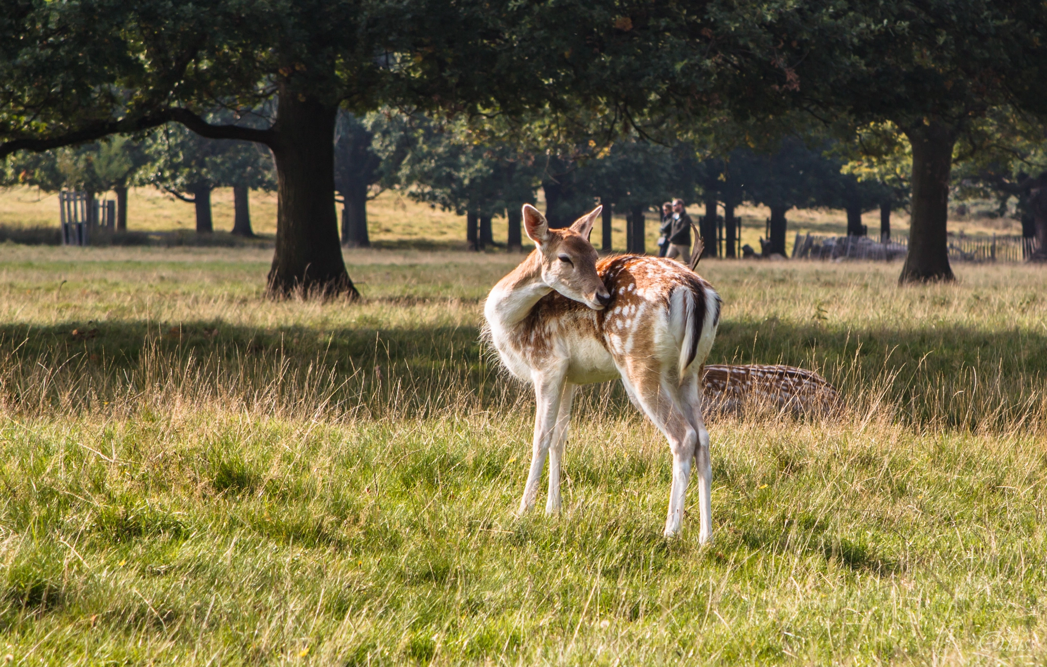 Canon EF 28-105mm f/3.5-4.5 USM sample photo. Bembi photography