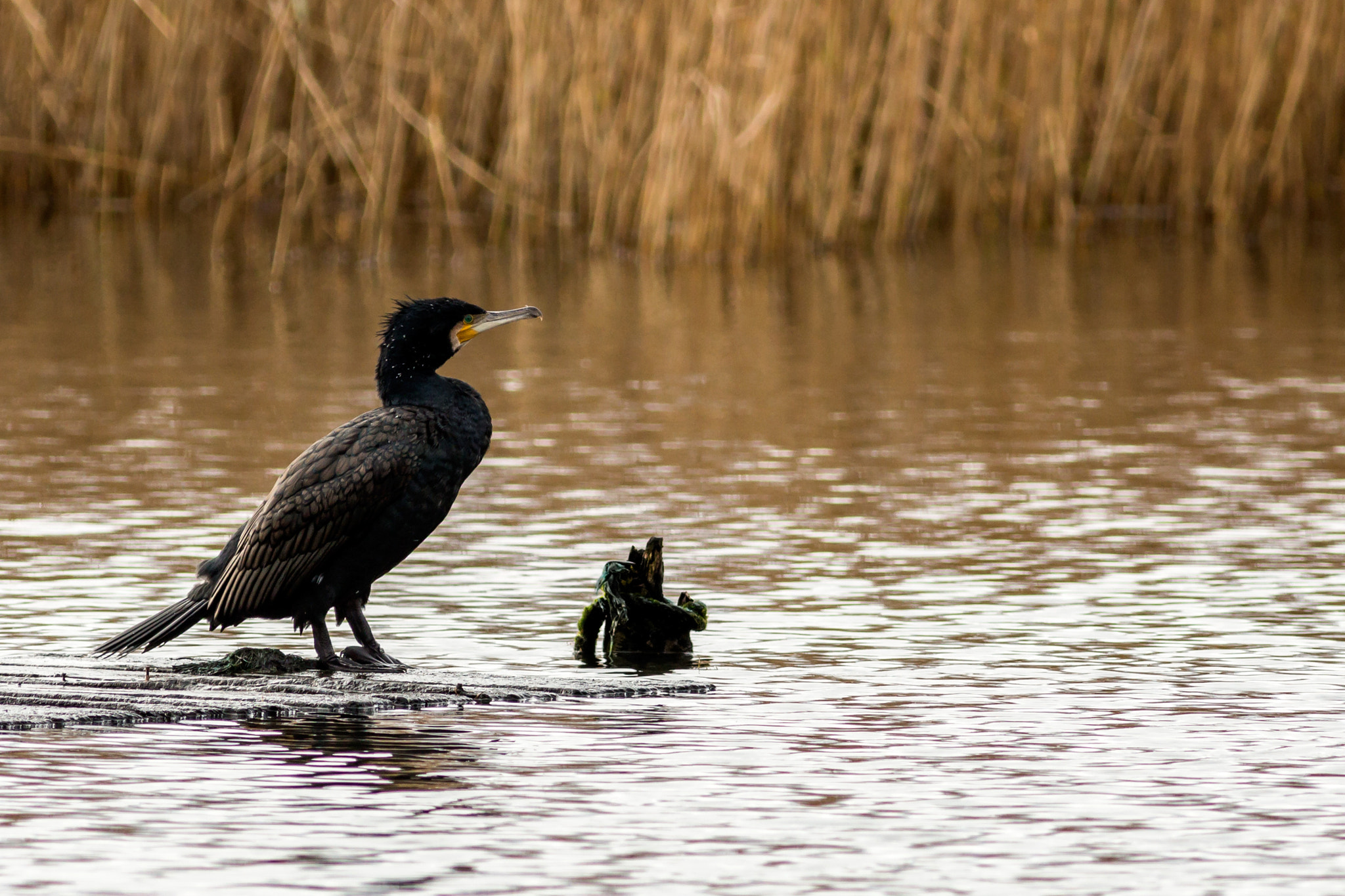 Canon EOS 700D (EOS Rebel T5i / EOS Kiss X7i) + Canon EF 400mm F5.6L USM sample photo. Cormorant photography