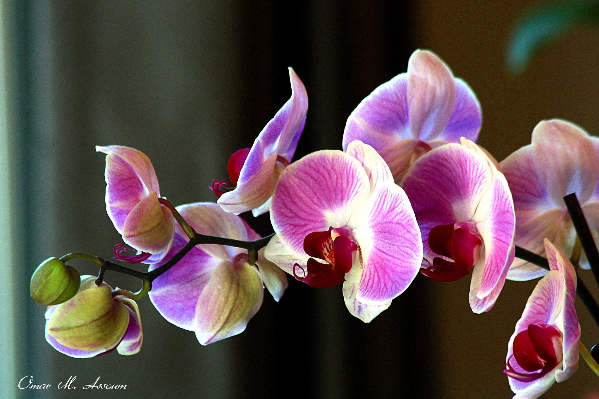 Canon EF 75-300mm F4.0-5.6 IS USM sample photo. Pink orchids photography