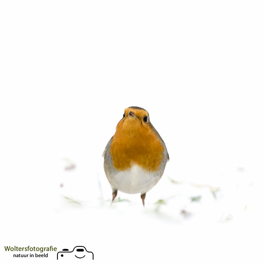 Nikon AF-S Nikkor 200-400mm F4G ED-IF VR sample photo. A sad robin photography