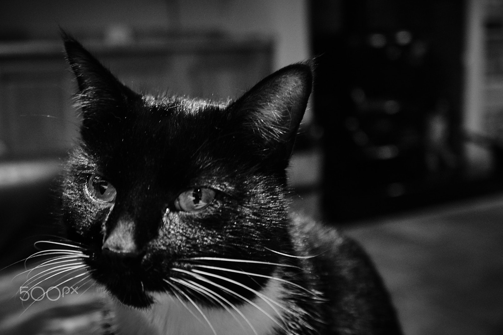 Sony a5100 + Sony E 18-55mm F3.5-5.6 OSS sample photo. Black and white cat photography