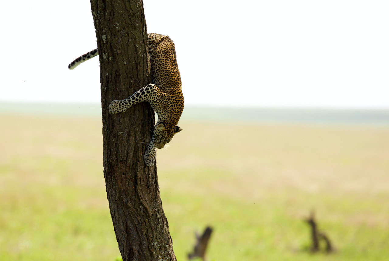 Canon EF 500mm F4L IS II USM sample photo. Leopard comes from the tree photography