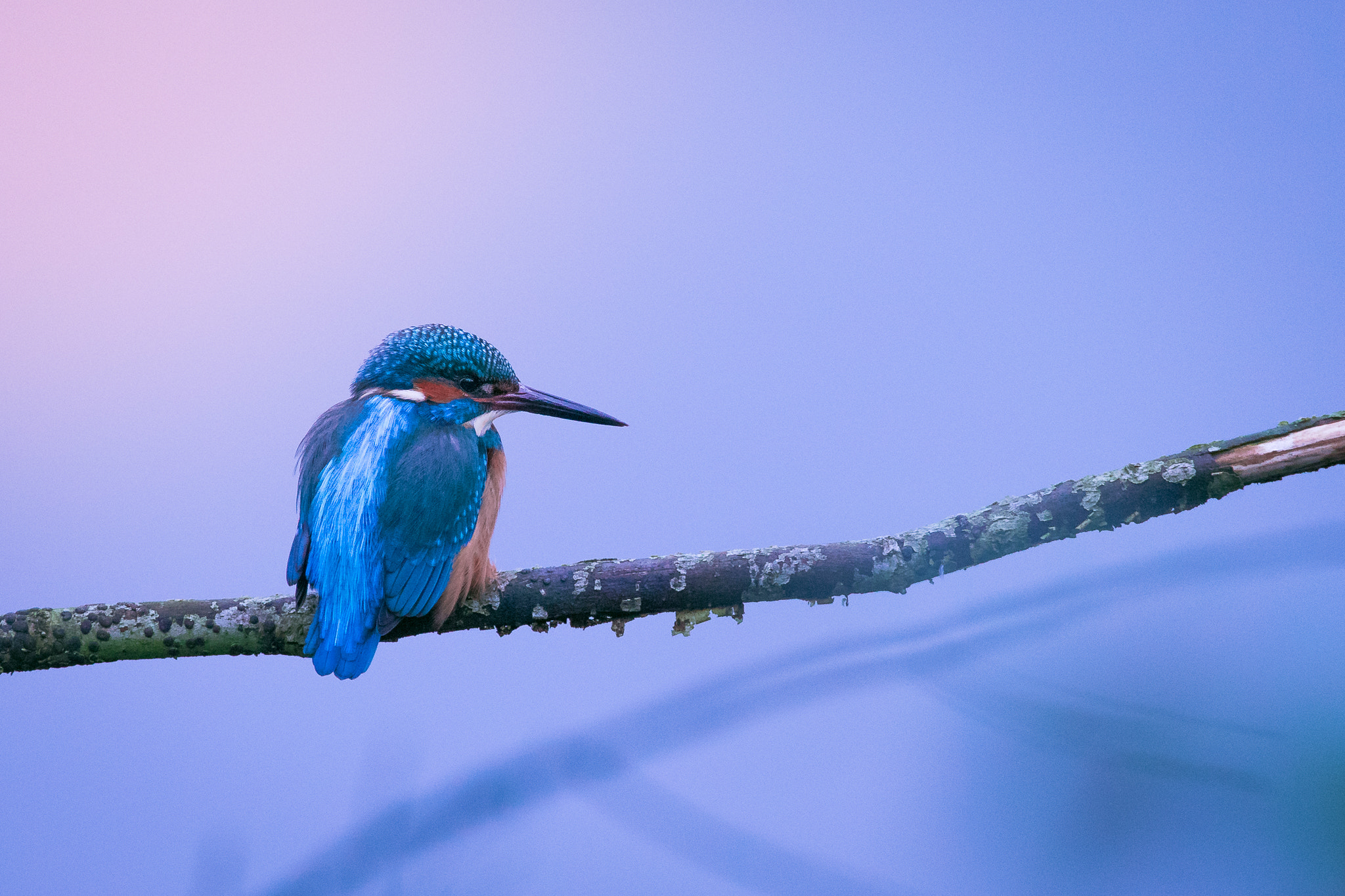 Sigma 150-600mm F5-6.3 DG OS HSM | C sample photo. Nature´s treasure photography