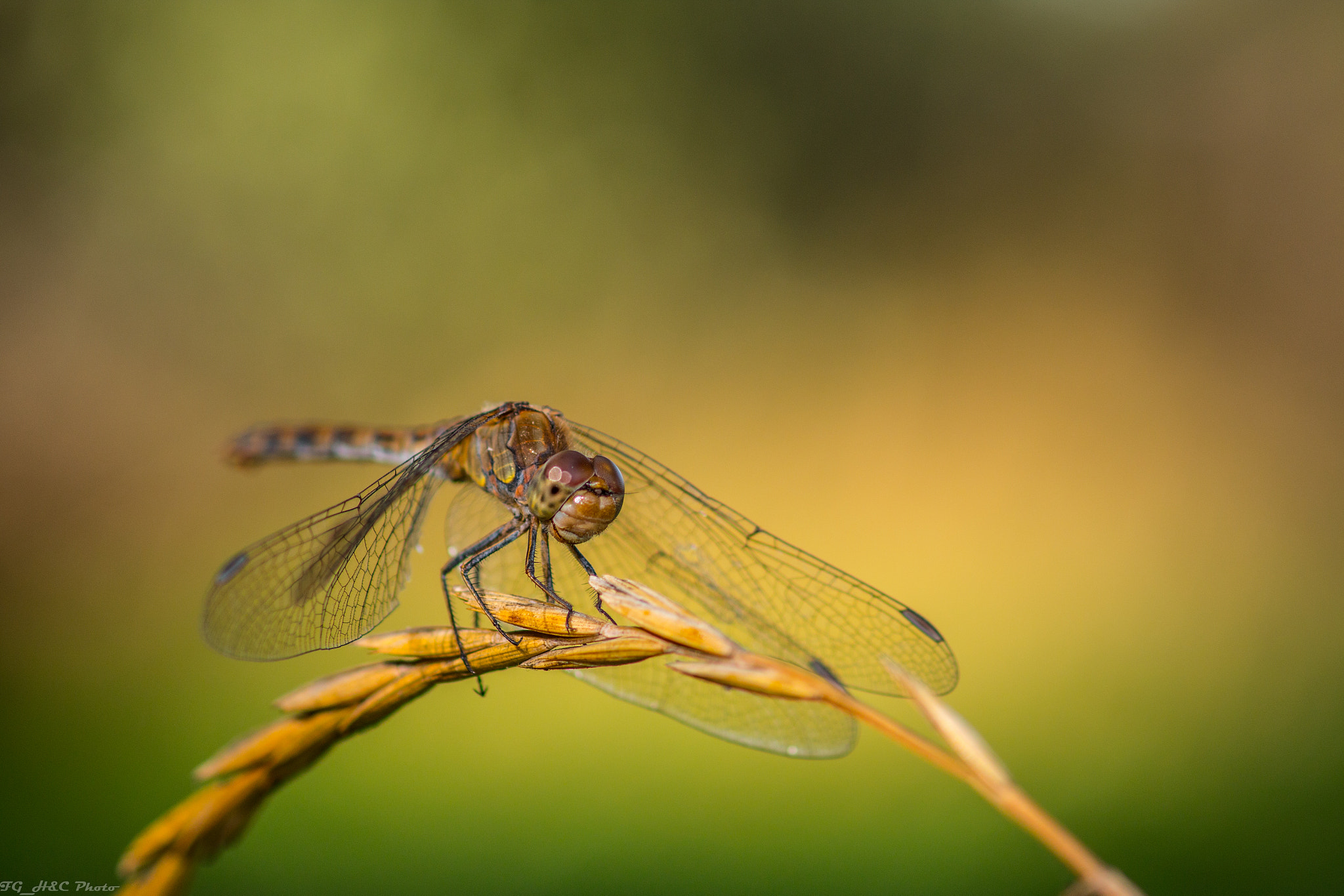 Canon EF 100mm F2.8 Macro USM sample photo. Dragonfly photography