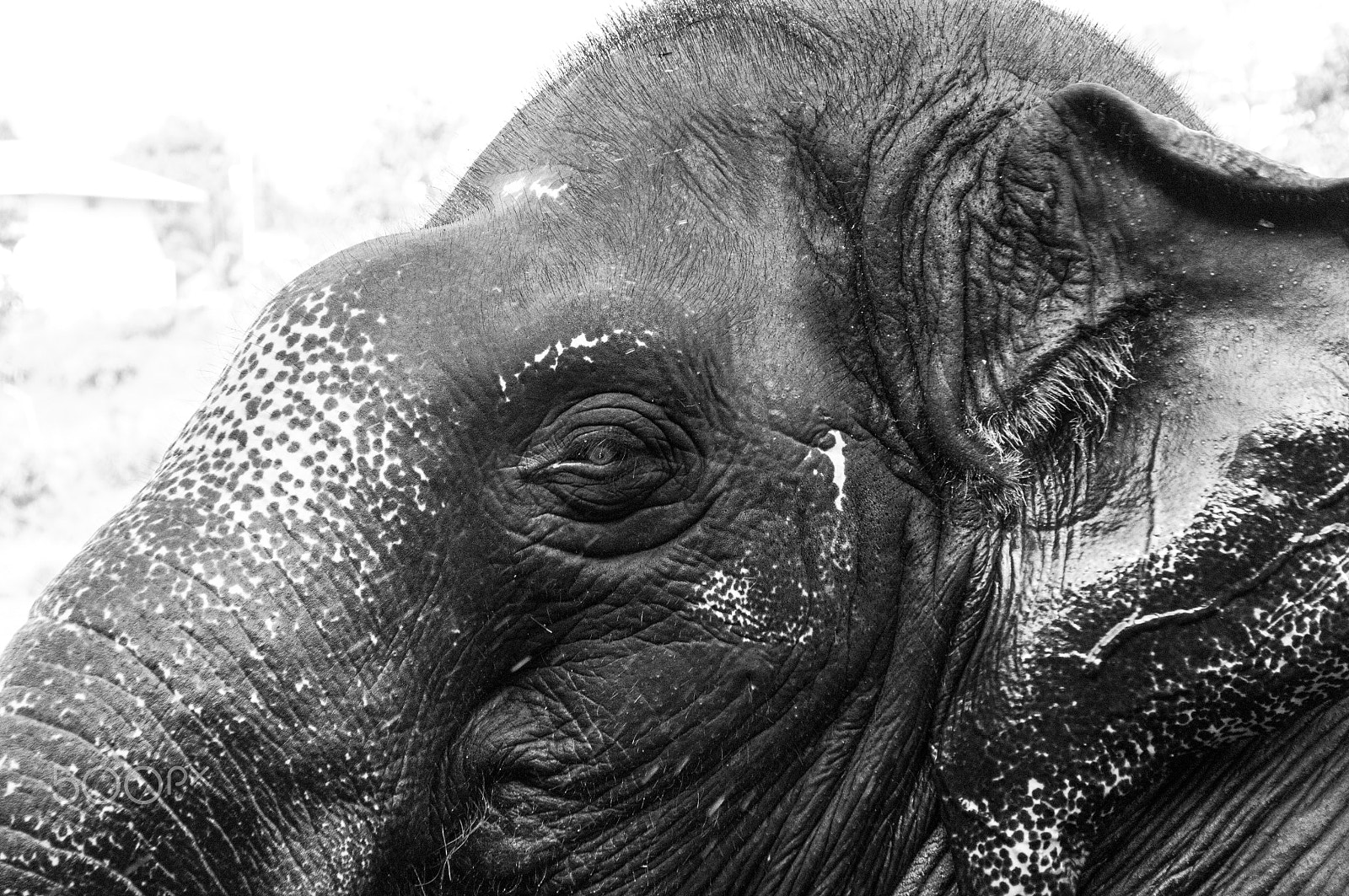 Pentax K-7 sample photo. Indian elephant photography