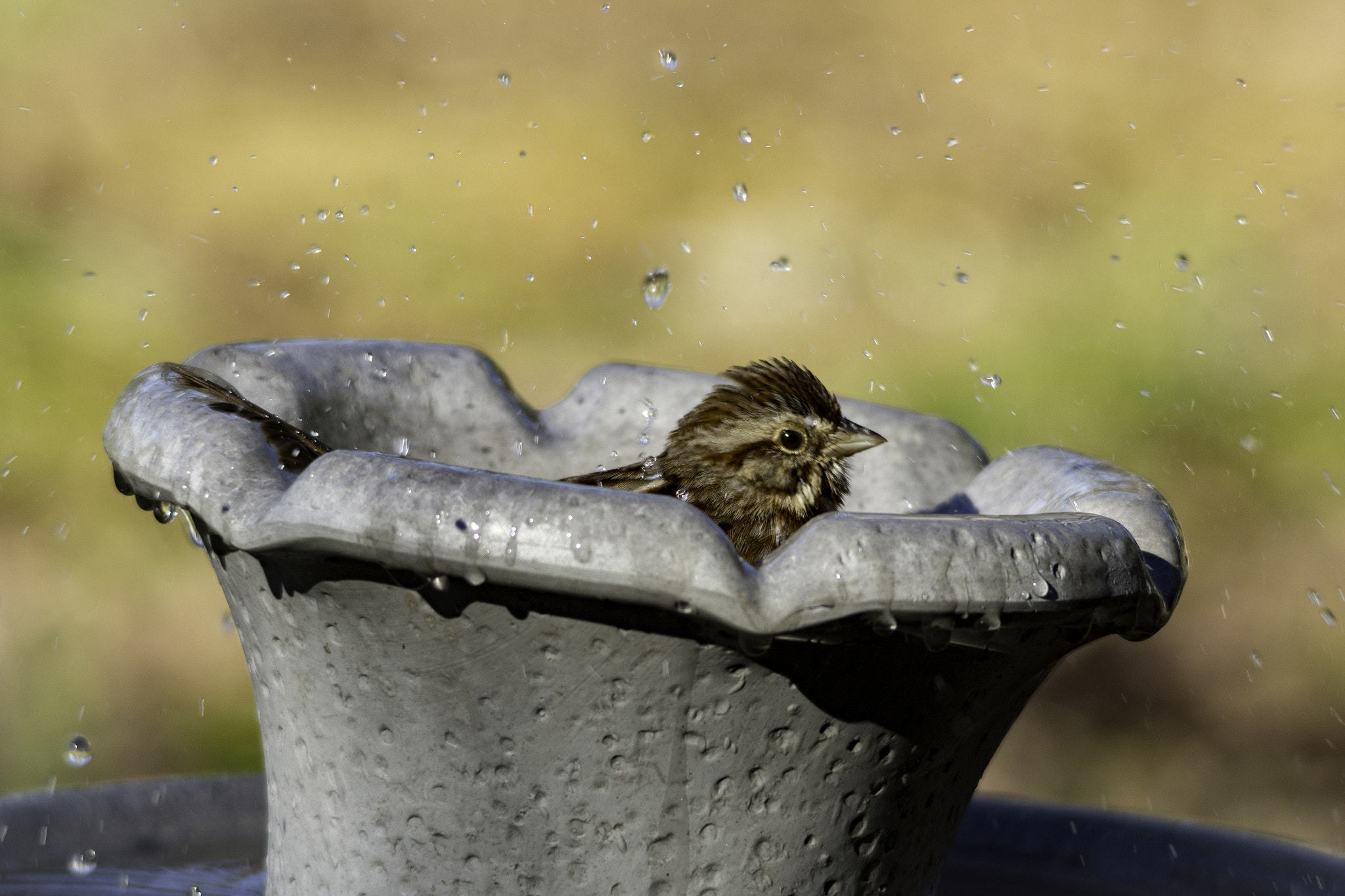 Sigma 150-500mm F5-6.3 DG OS HSM sample photo. Winter bath photography