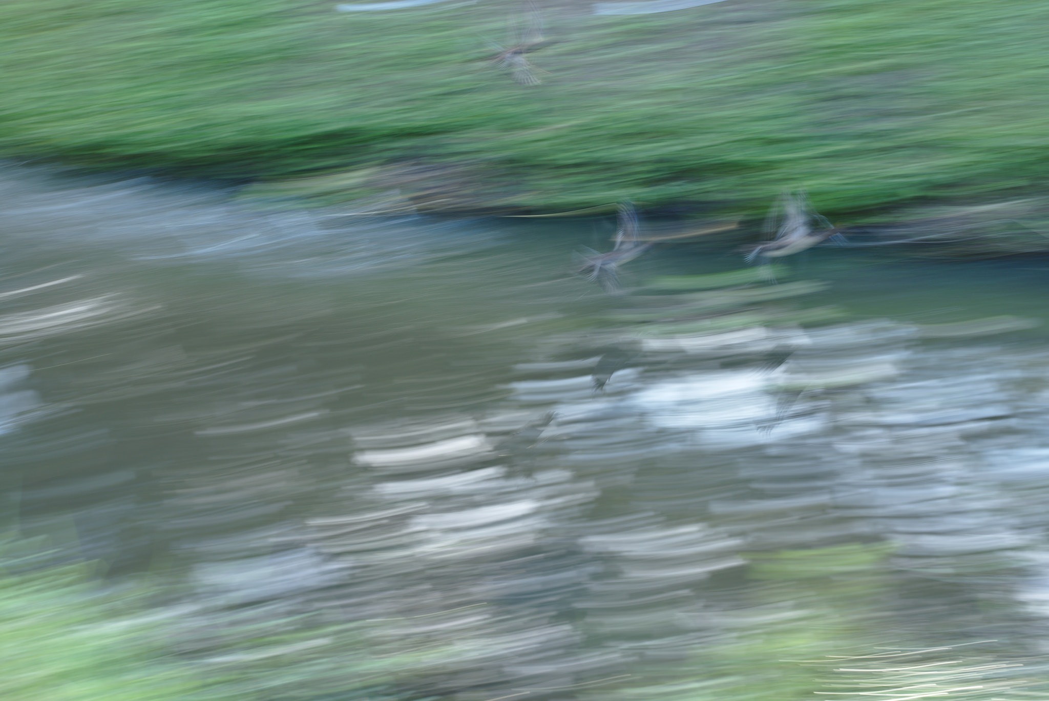 ZEISS Otus 85mm F1.4 sample photo. Bird flight photography