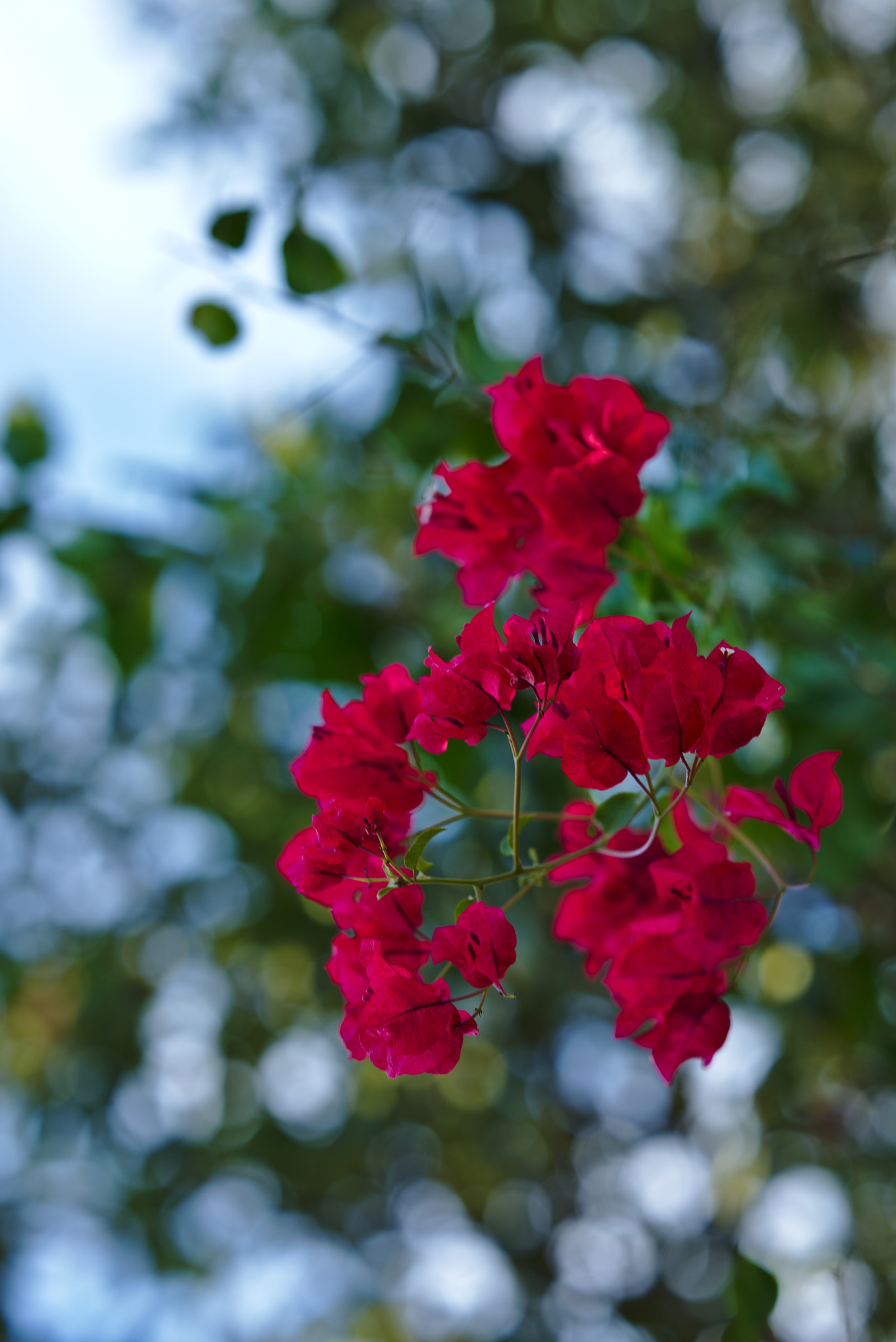 ZEISS Otus 85mm F1.4 sample photo. January bougainvilea photography