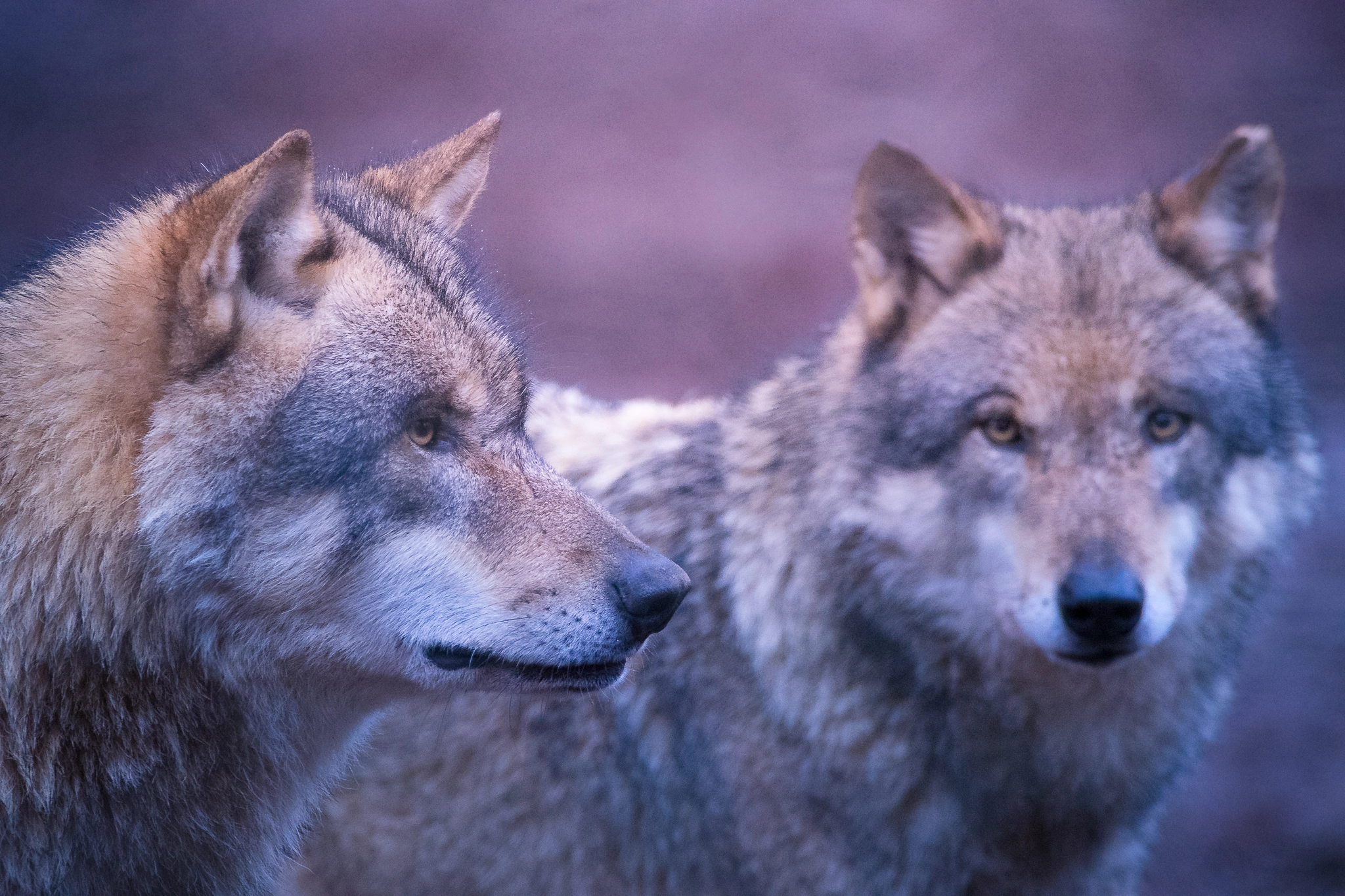 Sigma 150-600mm F5-6.3 DG OS HSM | C sample photo. Brothers... photography