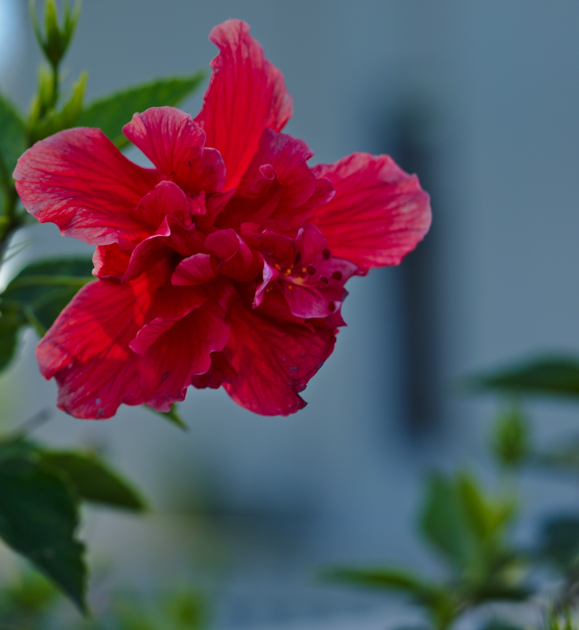ZEISS Otus 85mm F1.4 sample photo. January flower. photography