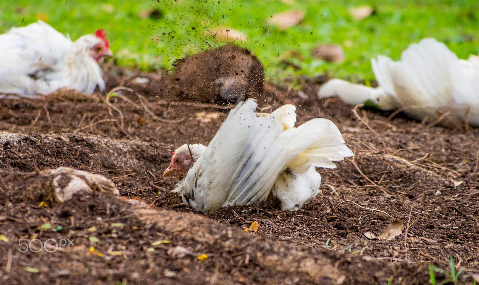 Olympus OM-D E-M5 sample photo. White jungle fowls dust bathing photography