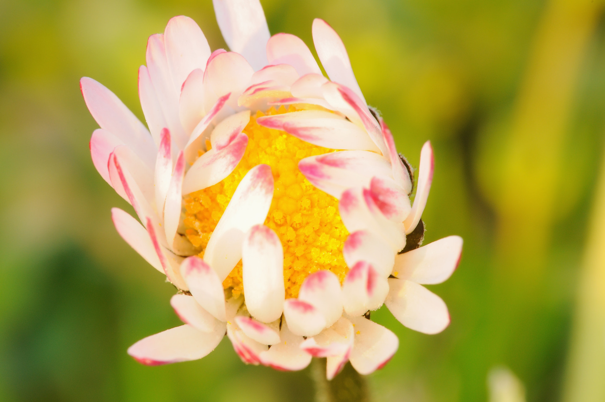 Sigma 105mm F2.8 EX DG OS HSM sample photo. Shy daisy photography