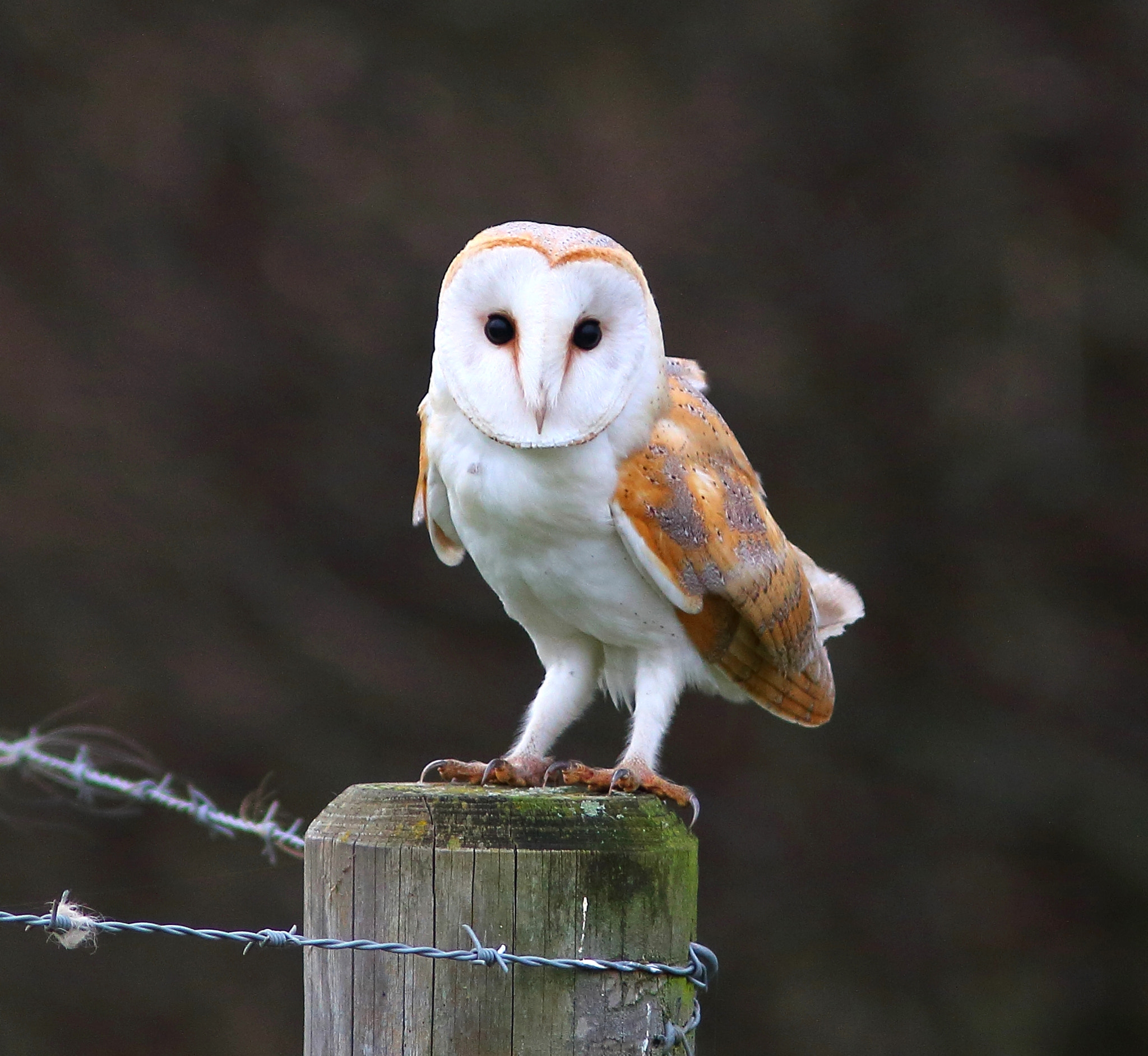 Canon EF 300mm F4L IS USM sample photo. Barn owl photography