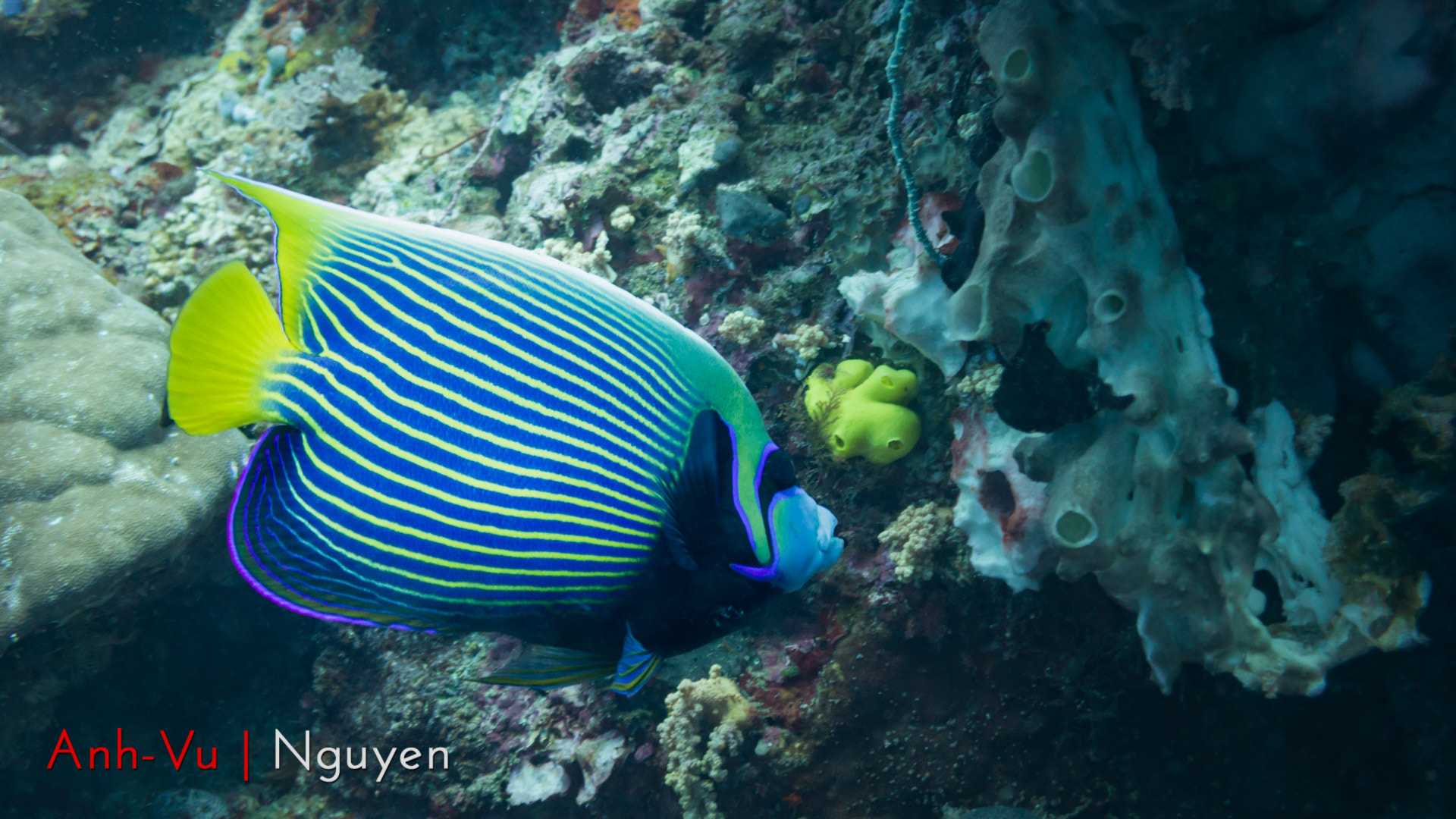 Sony Alpha NEX-5R + Sony E 30mm F3.5 Macro sample photo. Emperor angelfish photography