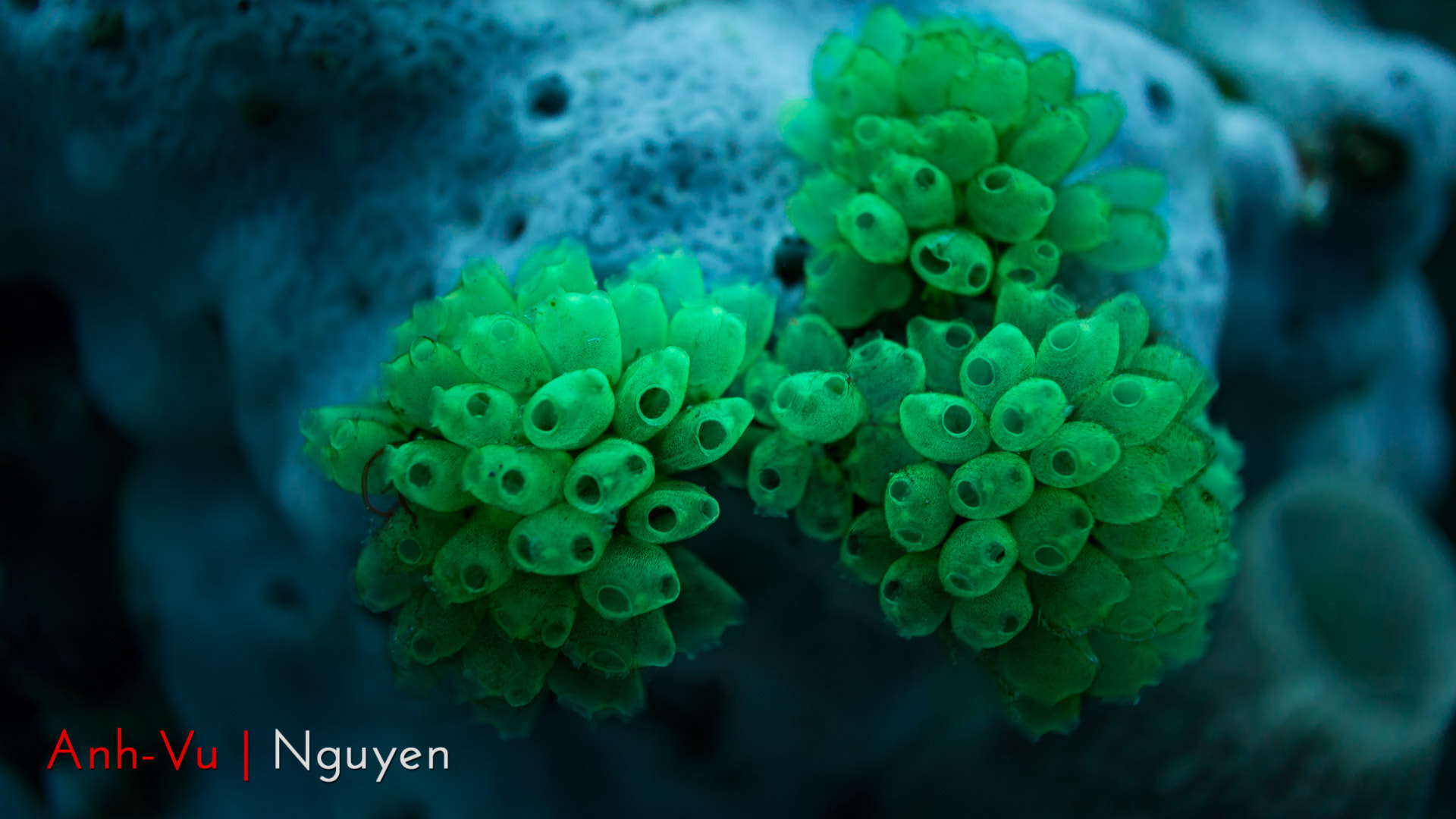 Sony E 30mm F3.5 Macro sample photo. Soft green coral photography