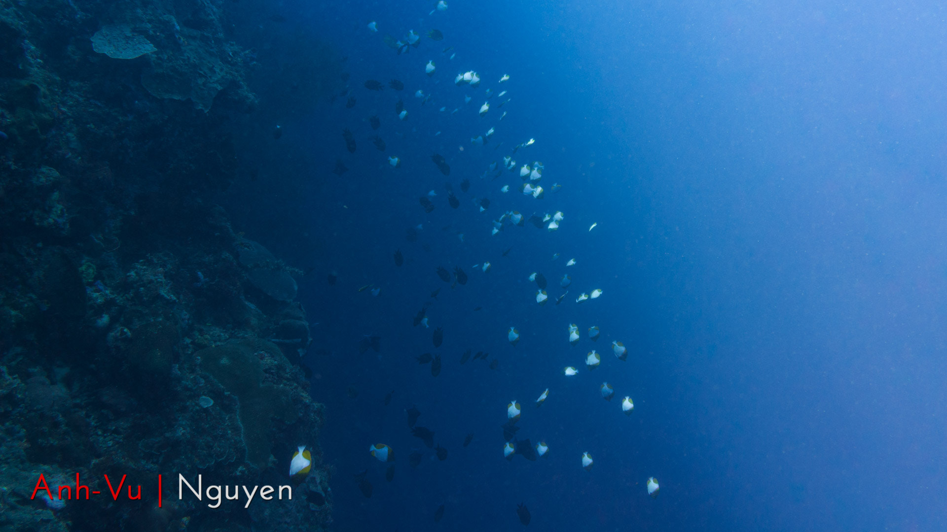 Sony E 30mm F3.5 Macro sample photo. Cloud of butterfly fishes photography