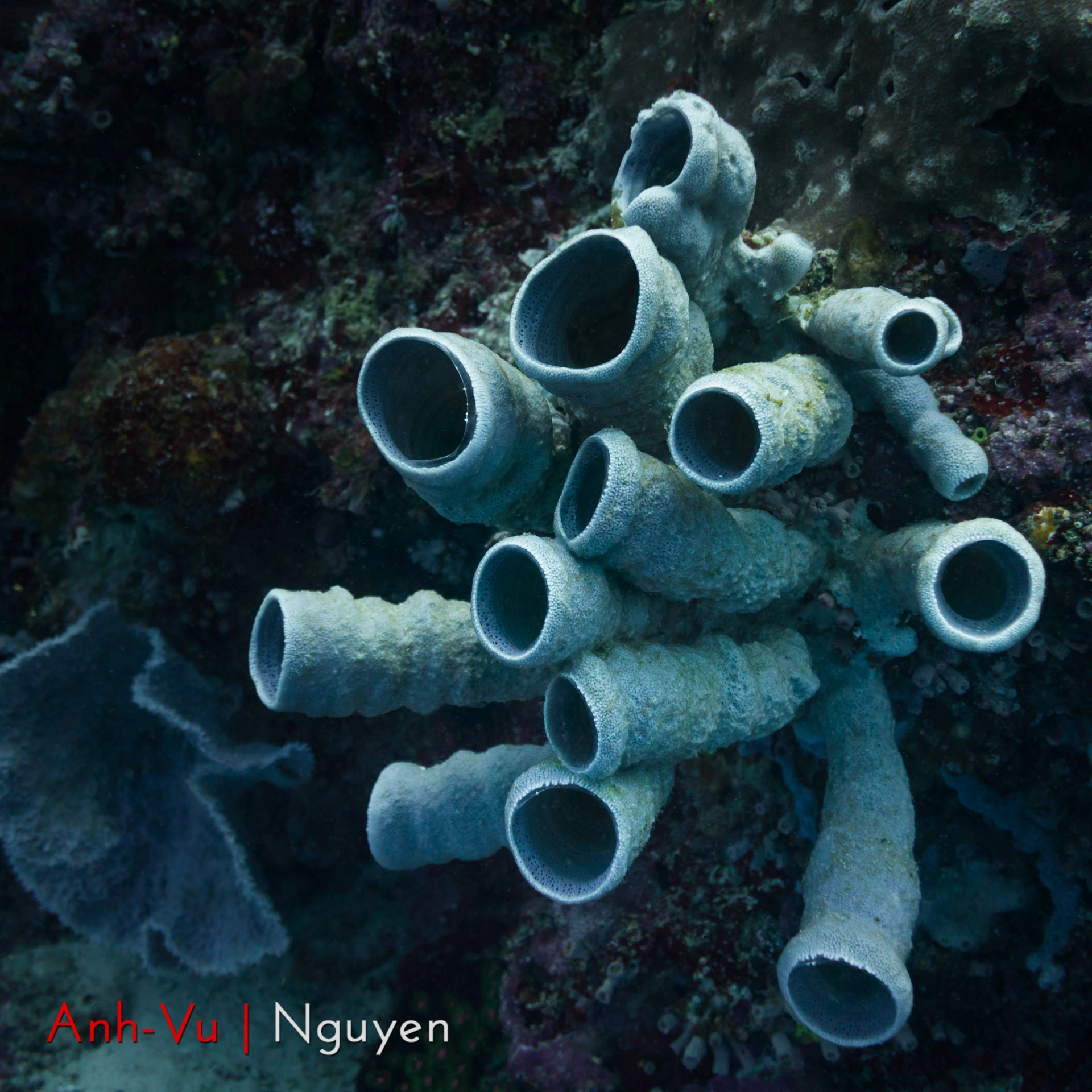 Sony Alpha NEX-5R + Sony E 30mm F3.5 Macro sample photo. Underwater organ ? photography