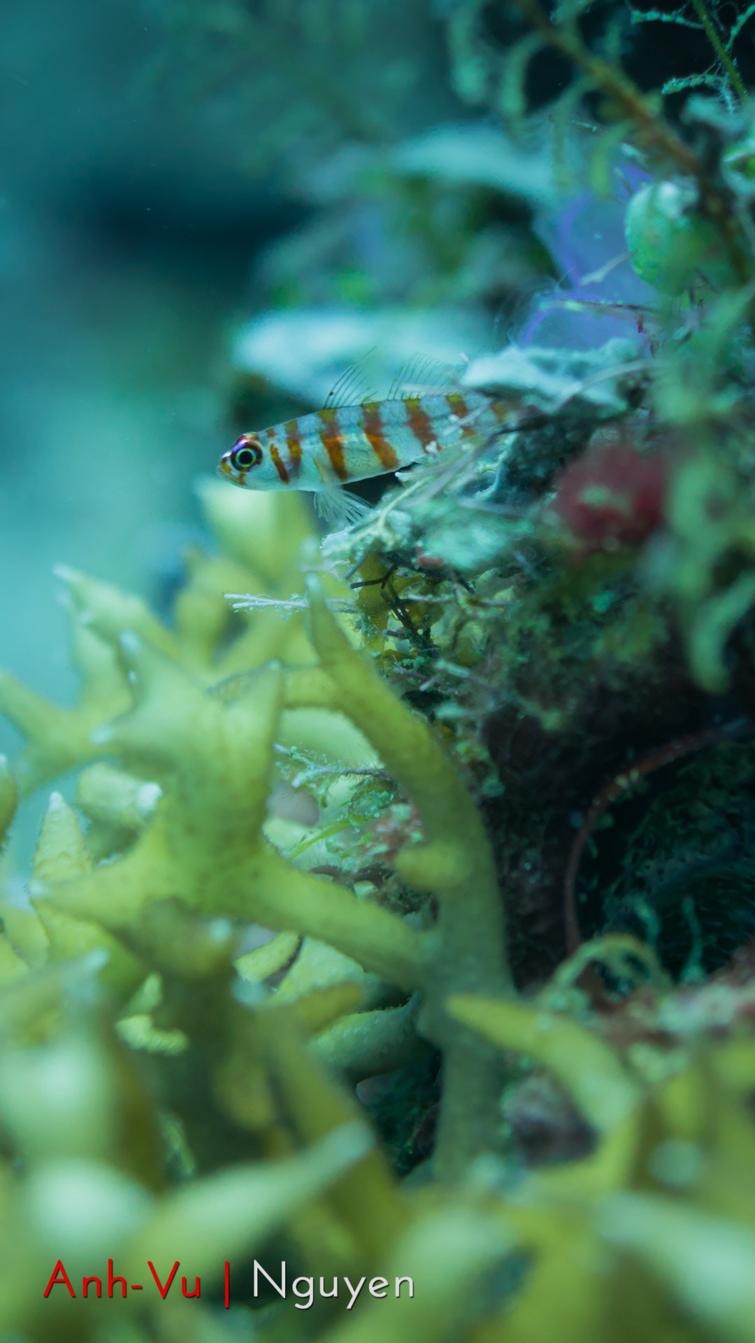 Sony Alpha NEX-5R + Sony E 30mm F3.5 Macro sample photo. Little soldier of the reef photography
