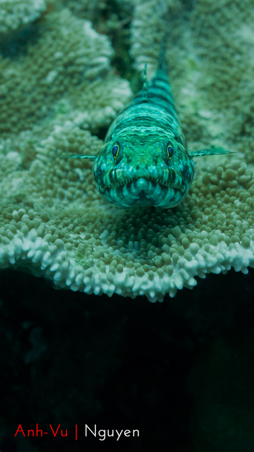 Sony Alpha NEX-5R + Sony E 30mm F3.5 Macro sample photo. Am i a water lizard ? photography