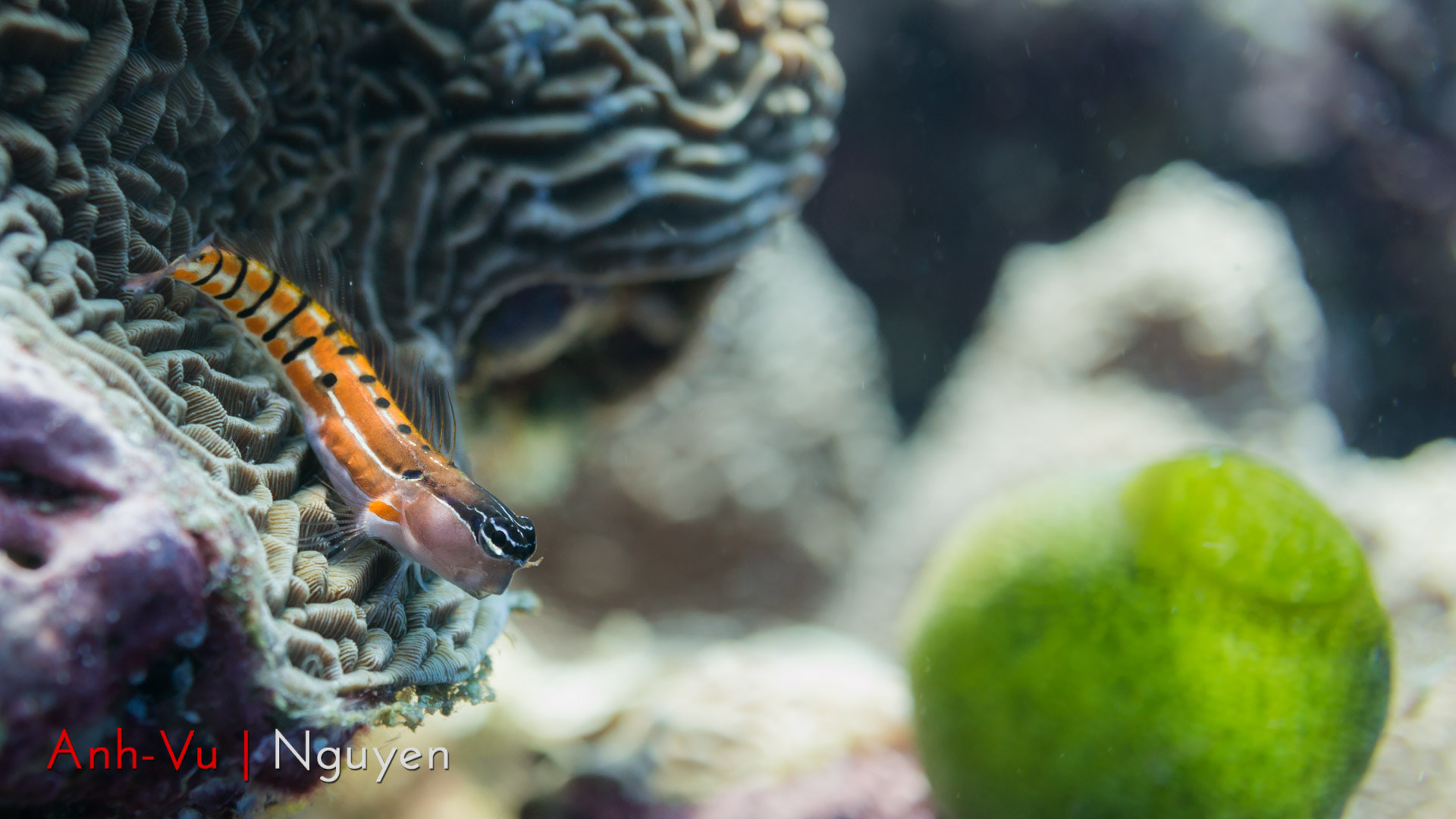 Sony Alpha NEX-5R + Sony E 30mm F3.5 Macro sample photo. Clown blenny photography