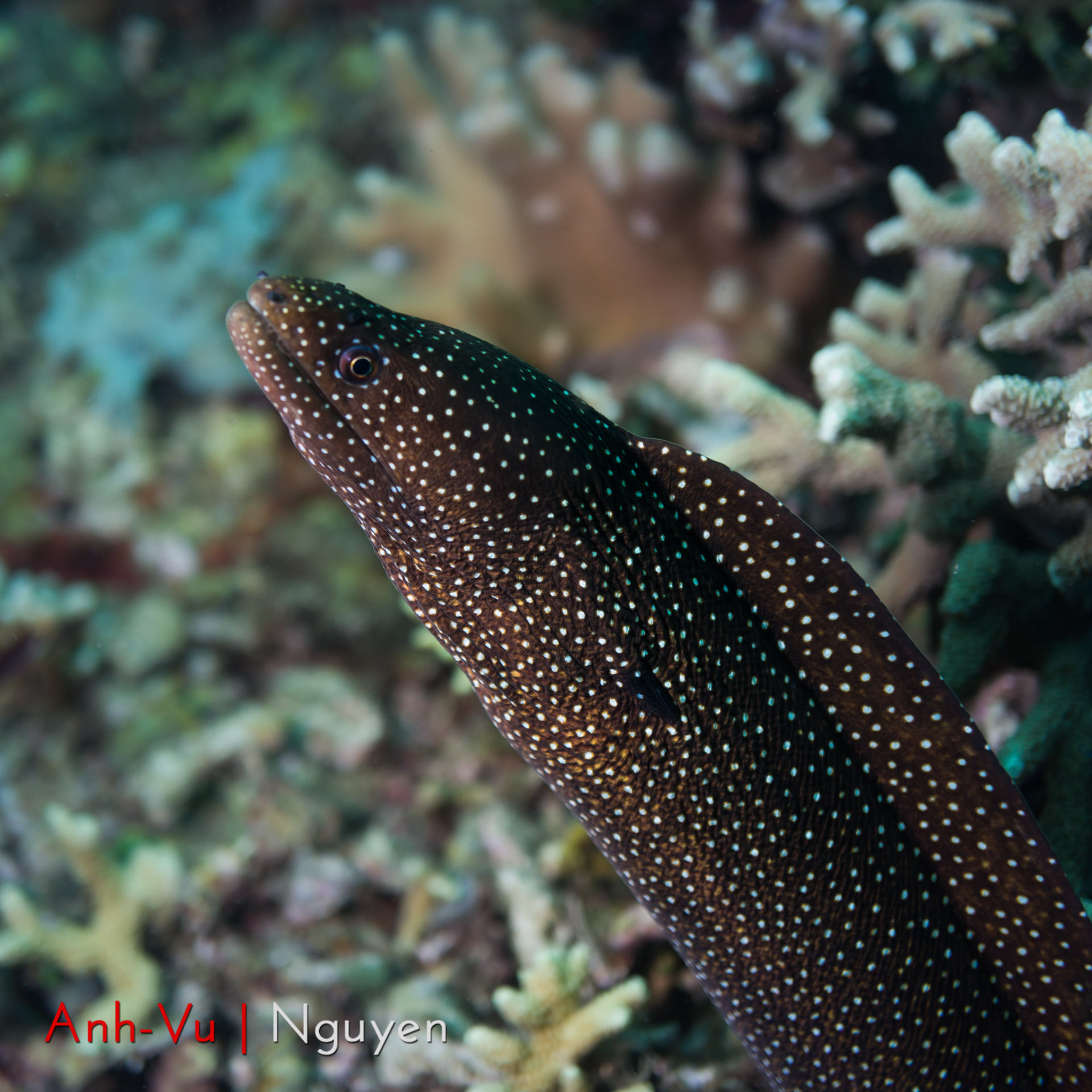 Sony Alpha NEX-5R + Sony E 30mm F3.5 Macro sample photo. White spotted morray eel photography