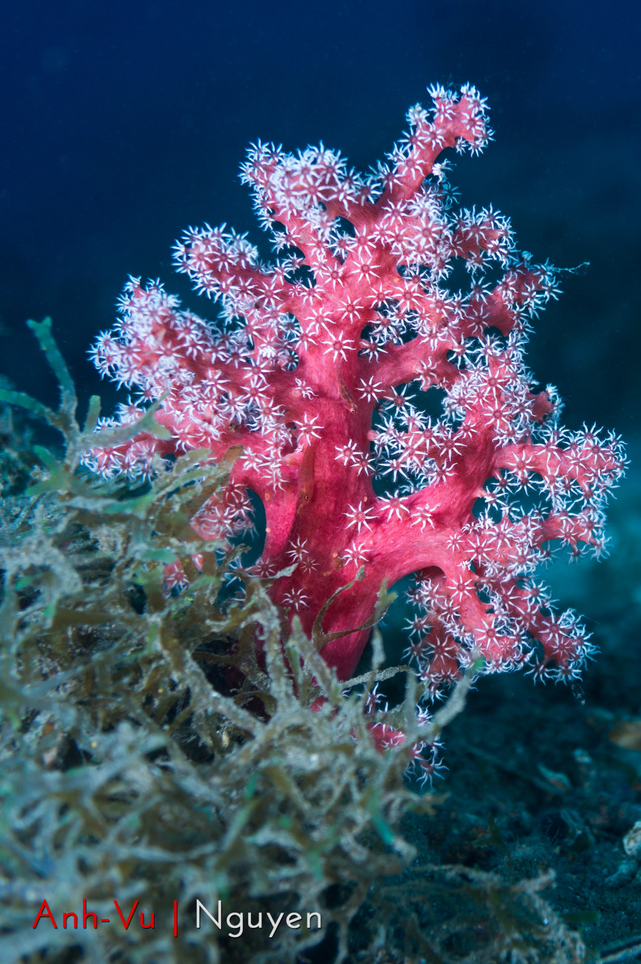 Sony Alpha NEX-5R + Sony E 30mm F3.5 Macro sample photo. Pink soft coral photography