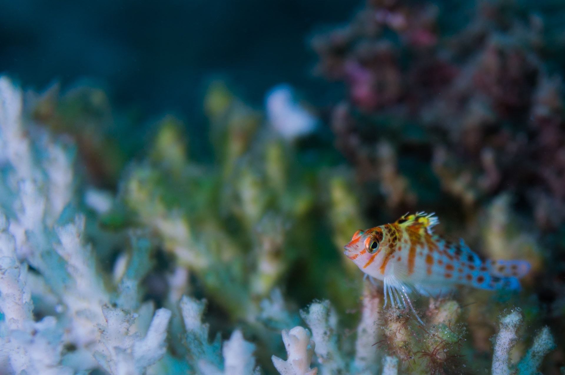 Sony Alpha NEX-5R + Sony E 30mm F3.5 Macro sample photo. I keep the reef photography