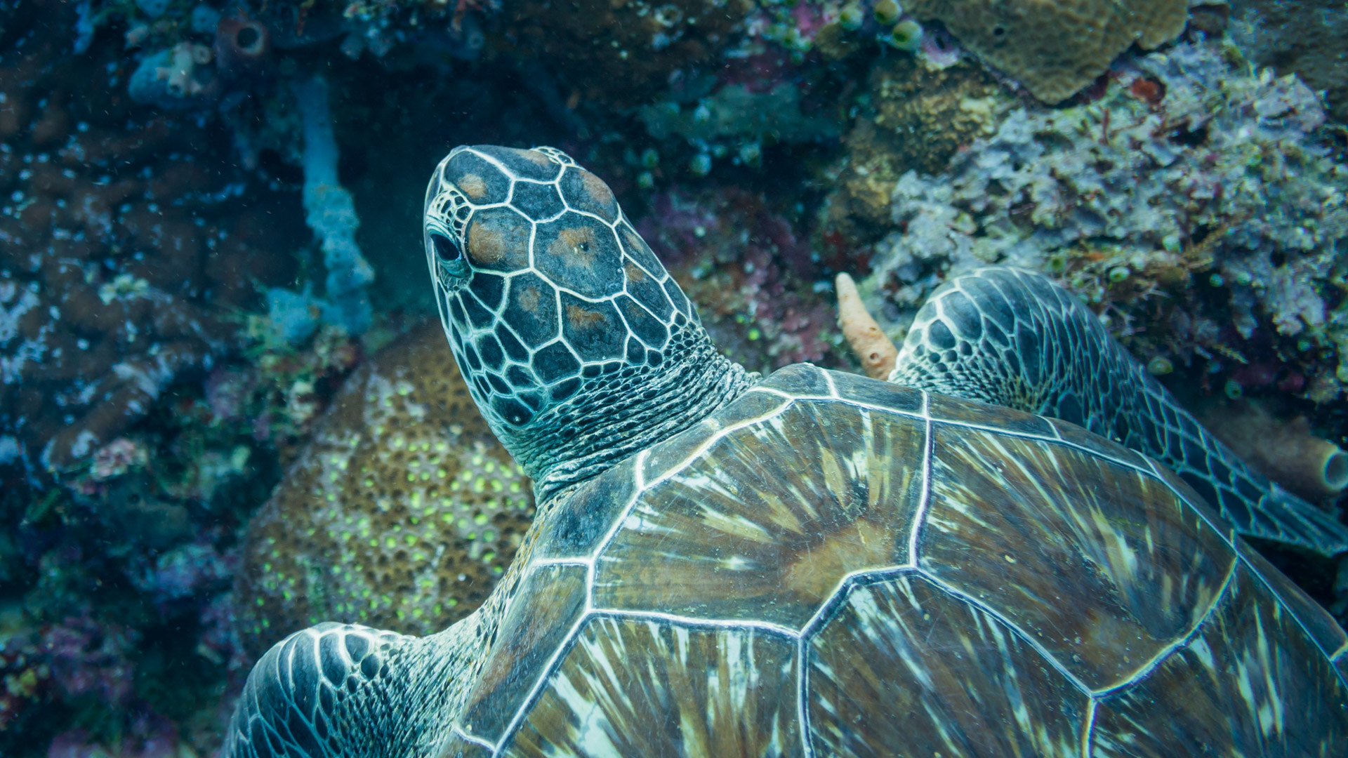 Sony Alpha NEX-5R + Sony E 30mm F3.5 Macro sample photo. Sea turtle photography