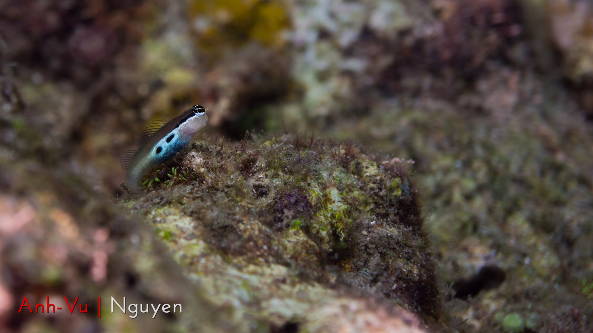 Sony Alpha NEX-5R + Sony E 30mm F3.5 Macro sample photo. Blenny photography