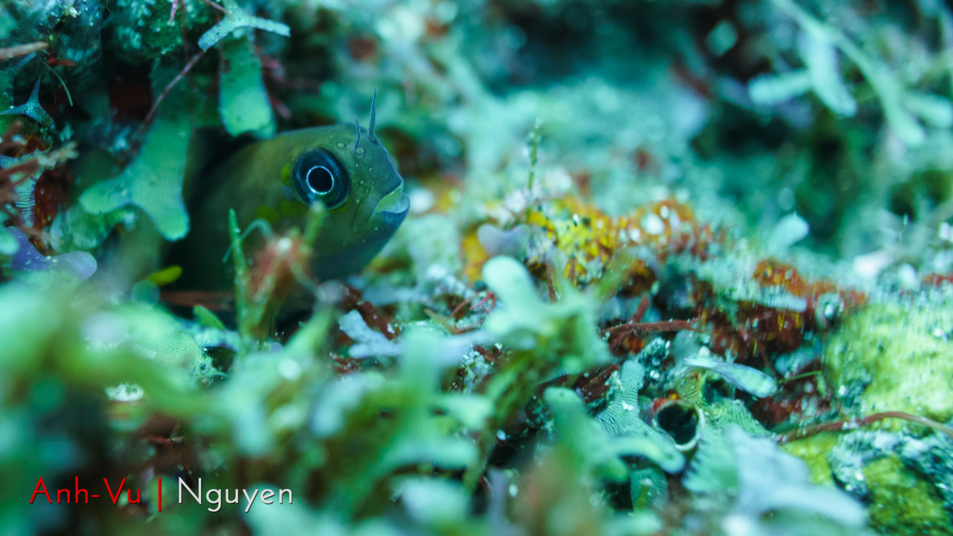 Sony Alpha NEX-5R + Sony E 30mm F3.5 Macro sample photo. Blenny photography