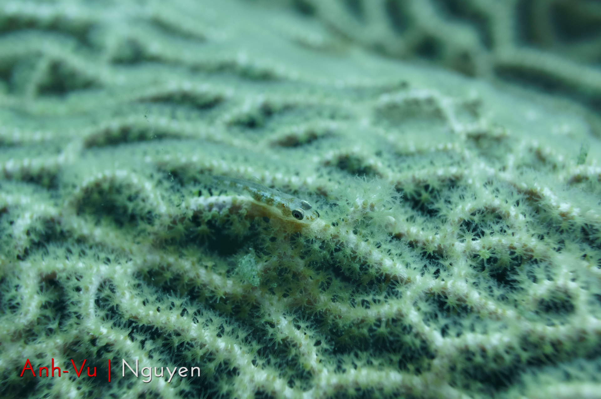 Sony Alpha NEX-5R + Sony E 30mm F3.5 Macro sample photo. Blenny sleeping photography