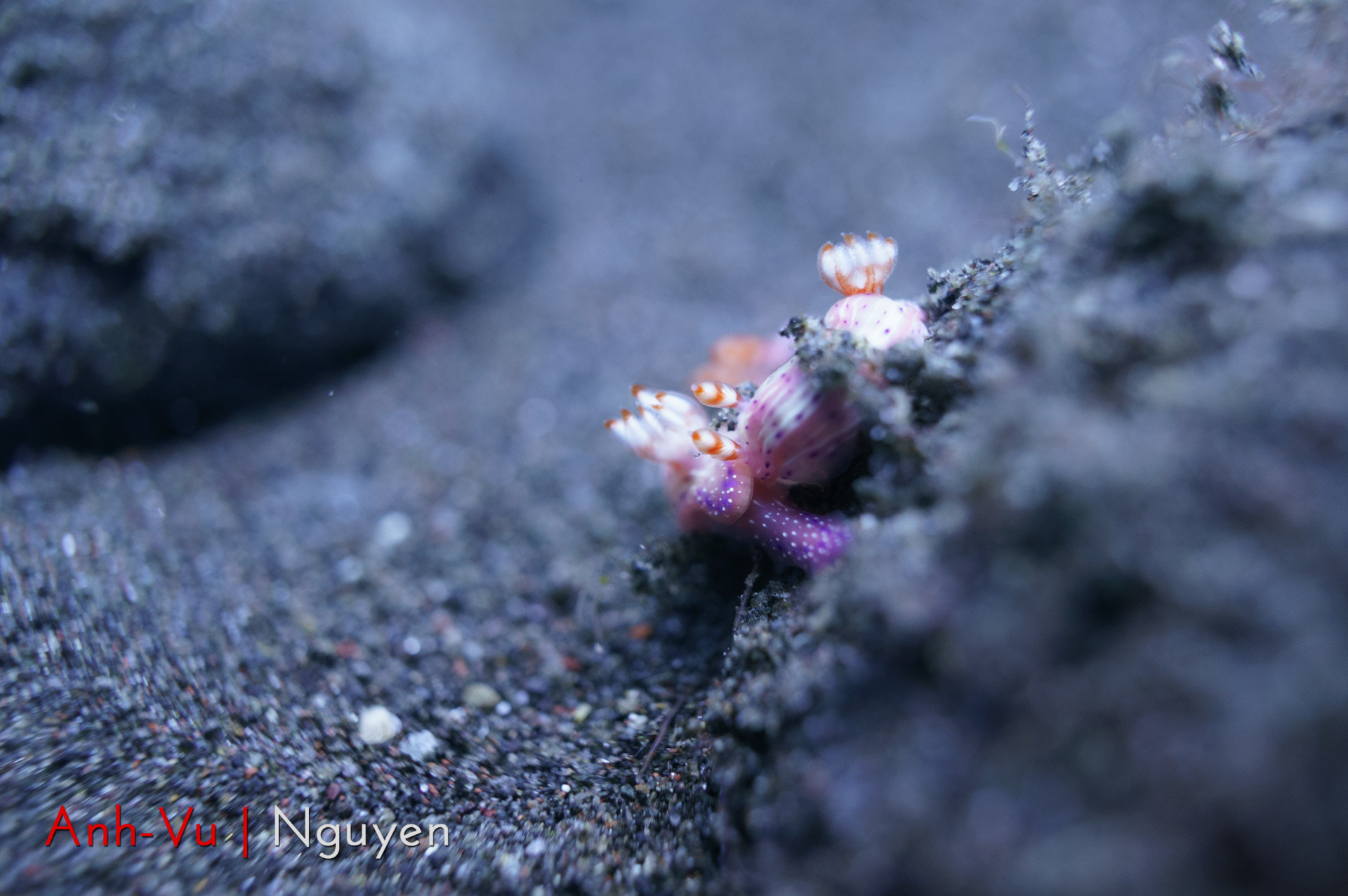 Sony Alpha NEX-5R + Sony E 30mm F3.5 Macro sample photo. Pink flower nudibranch photography