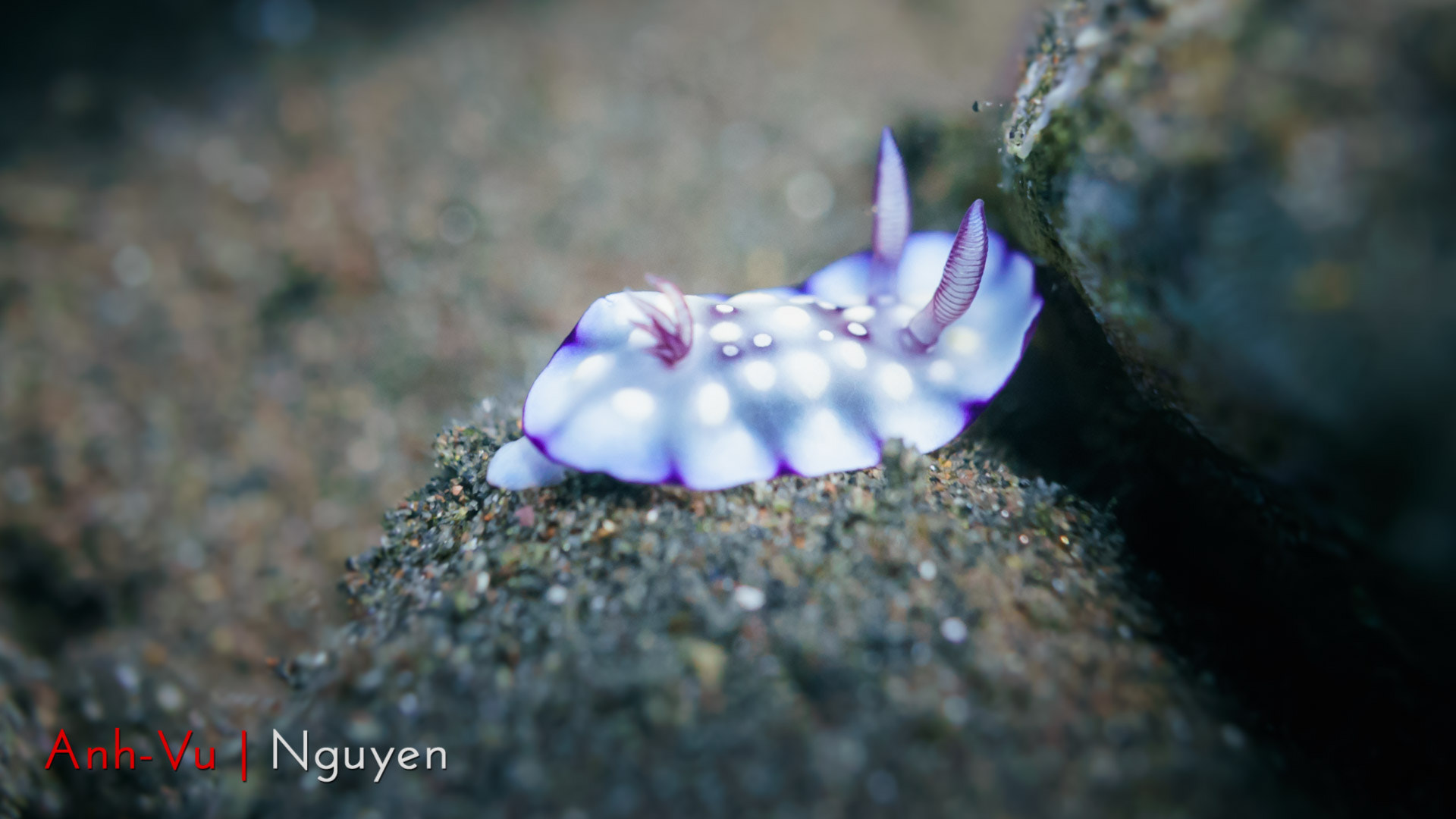 Sony Alpha NEX-5R + Sony E 30mm F3.5 Macro sample photo. Nudibranch photography