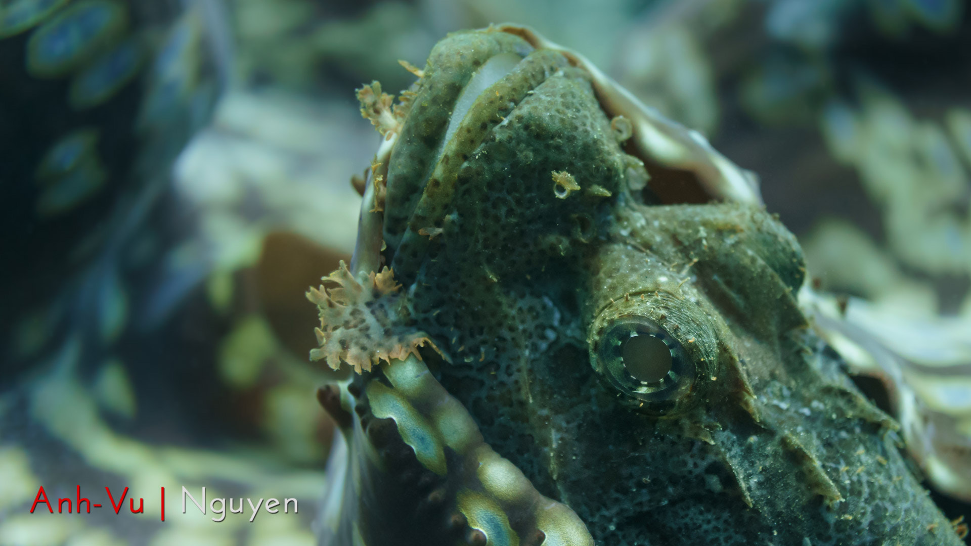 Sony Alpha NEX-5R + Sony E 30mm F3.5 Macro sample photo. Scorpionfish hiding inside a clam photography