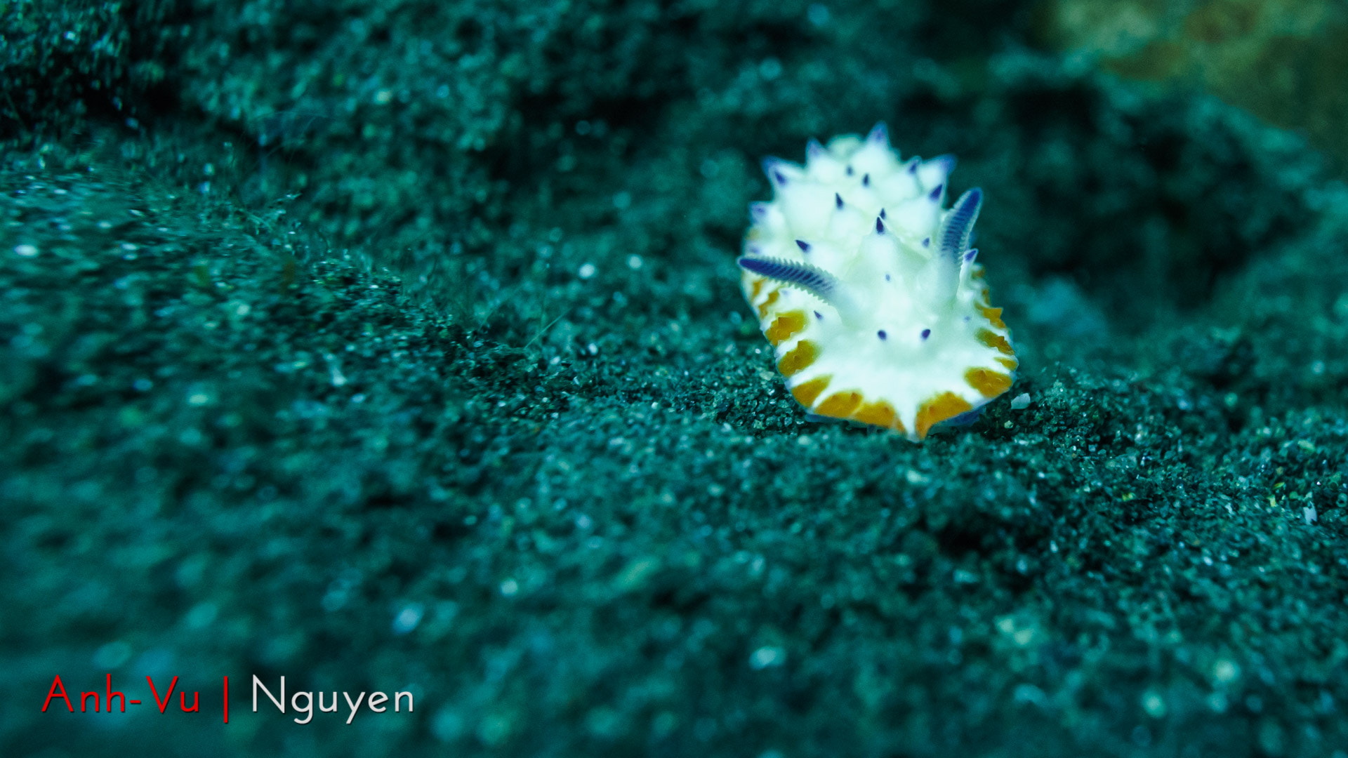 Sony Alpha NEX-5R + Sony E 30mm F3.5 Macro sample photo. Nudibranch photography