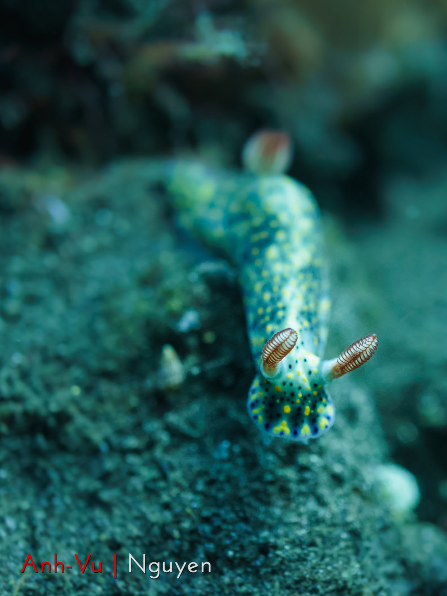 Sony Alpha NEX-5R + Sony E 30mm F3.5 Macro sample photo. Nudibranch photography