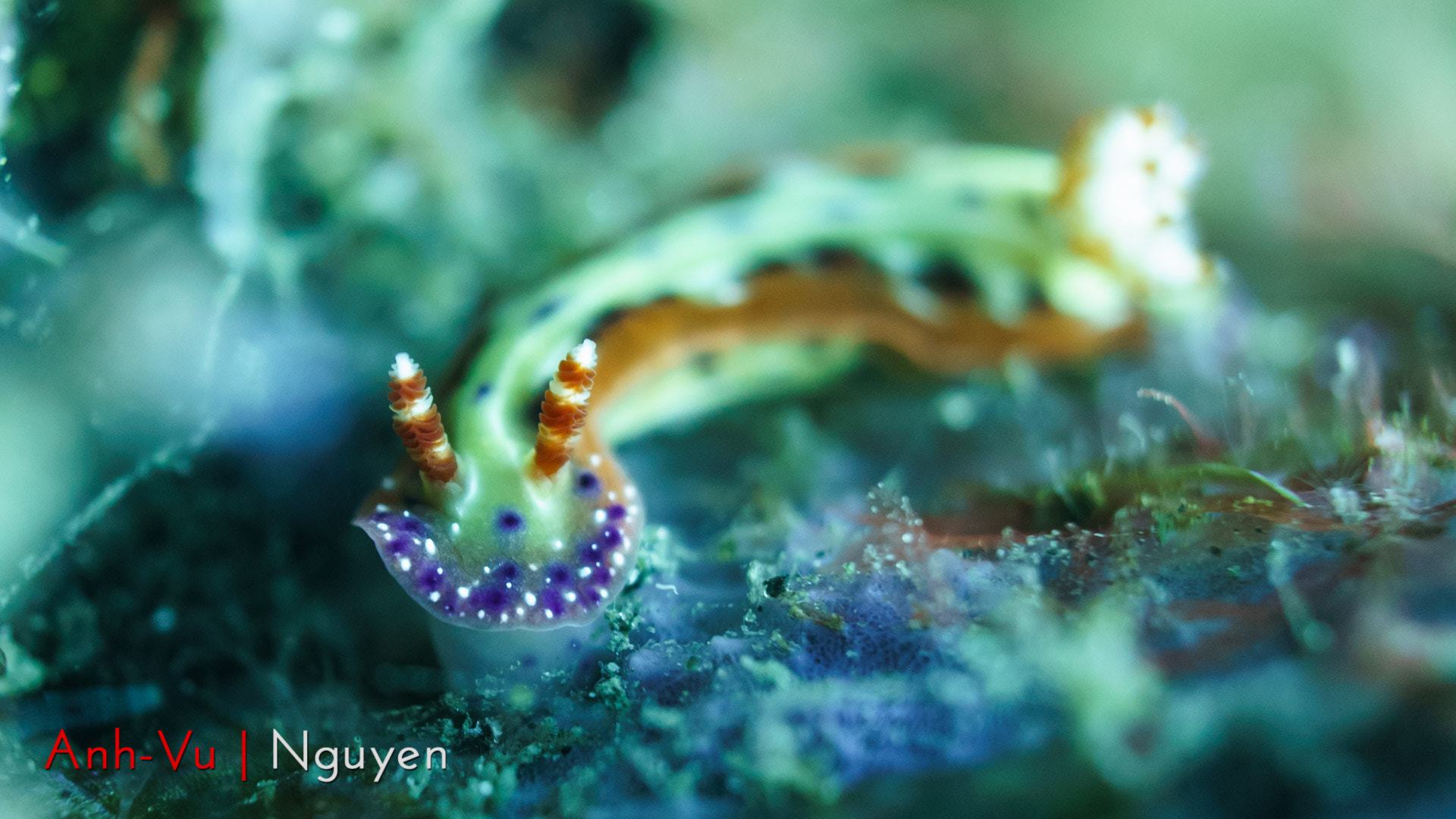 Sony Alpha NEX-5R + Sony E 30mm F3.5 Macro sample photo. Rainbow nudibranch photography