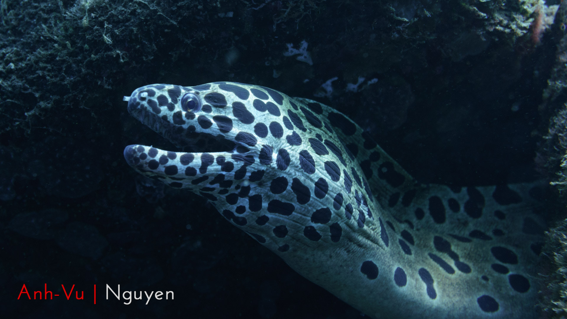 Sony Alpha NEX-5R + Sony E 30mm F3.5 Macro sample photo. Leopard moray eel photography