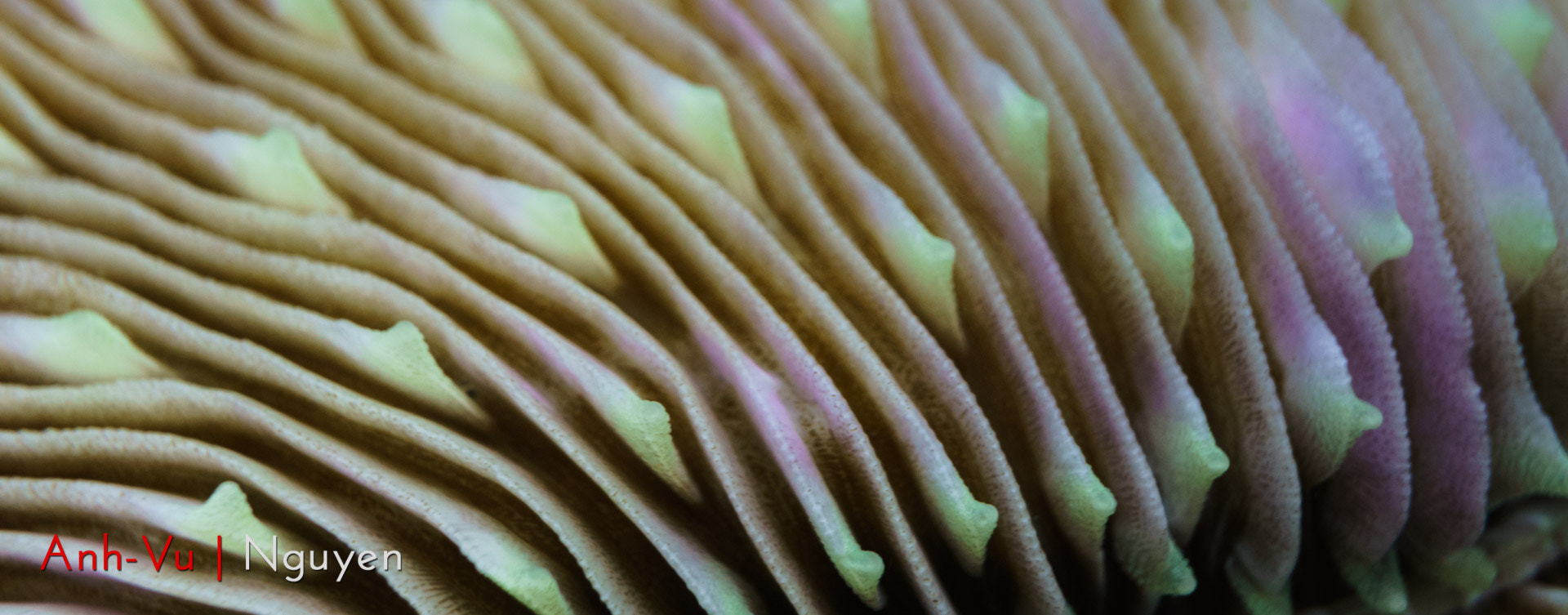 Sony Alpha NEX-5R + Sony E 30mm F3.5 Macro sample photo. Mushroom coral photography