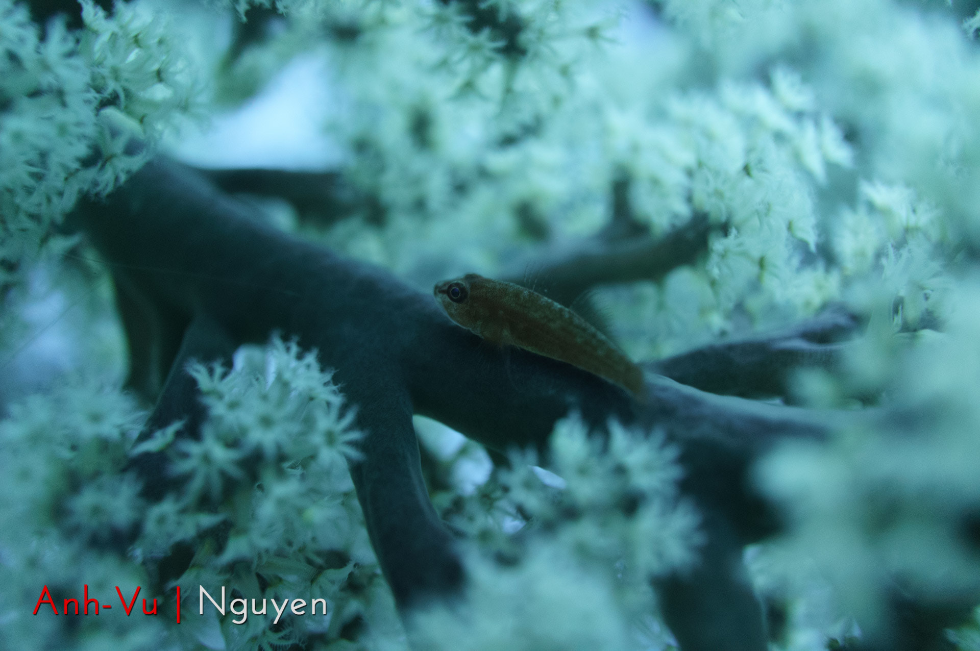 Sony Alpha NEX-5R + Sony E 30mm F3.5 Macro sample photo. A boggy hiding inside a coral photography