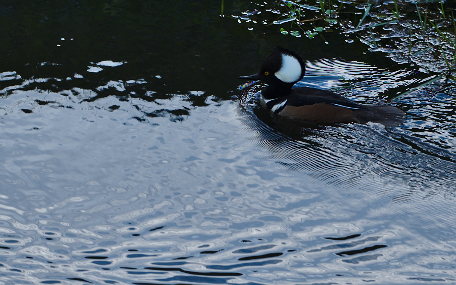 ZEISS Otus 85mm F1.4 sample photo. Afternoon swim photography