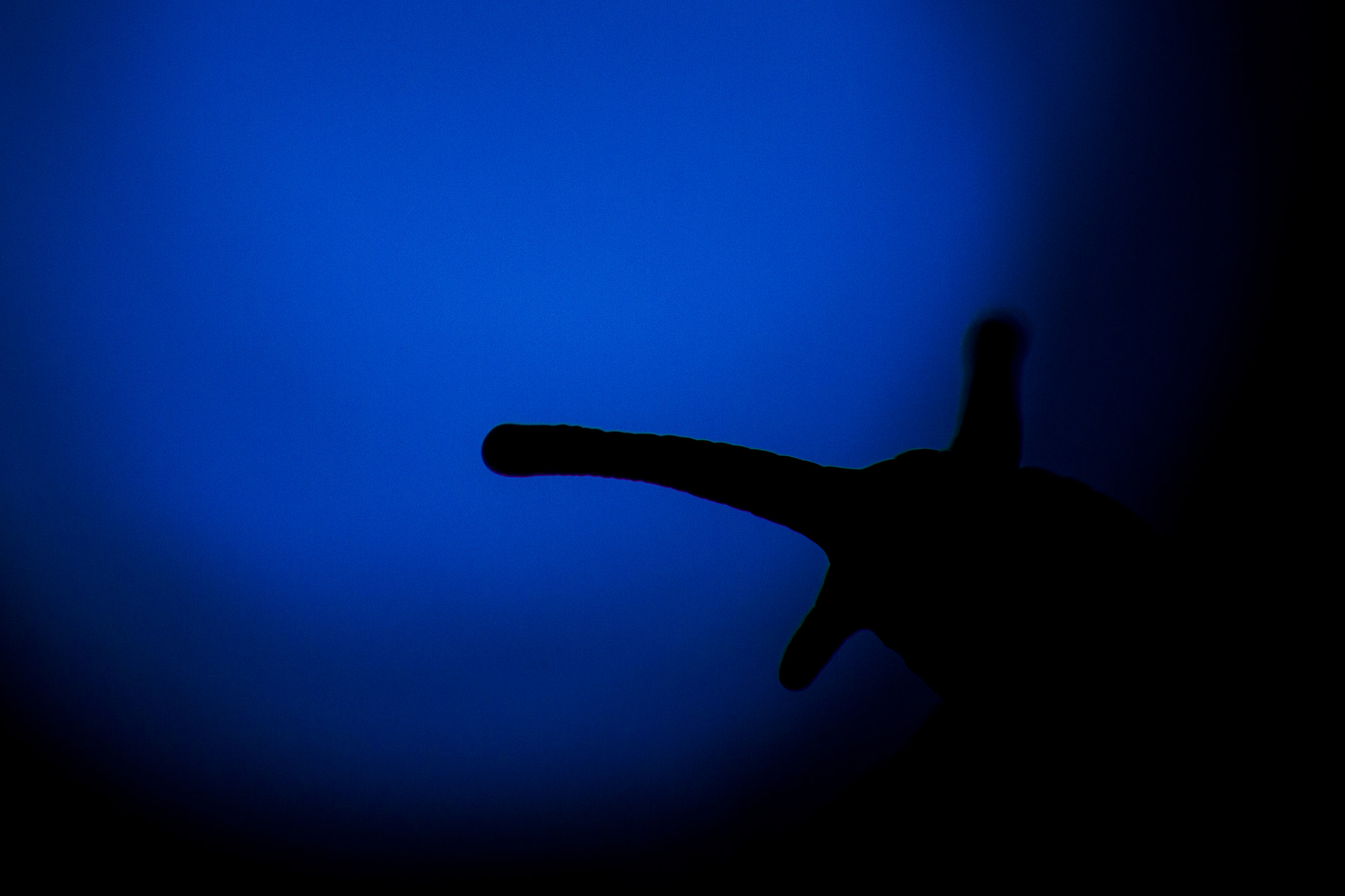 Canon EF 100mm F2.8 Macro USM sample photo. Black and blue photography